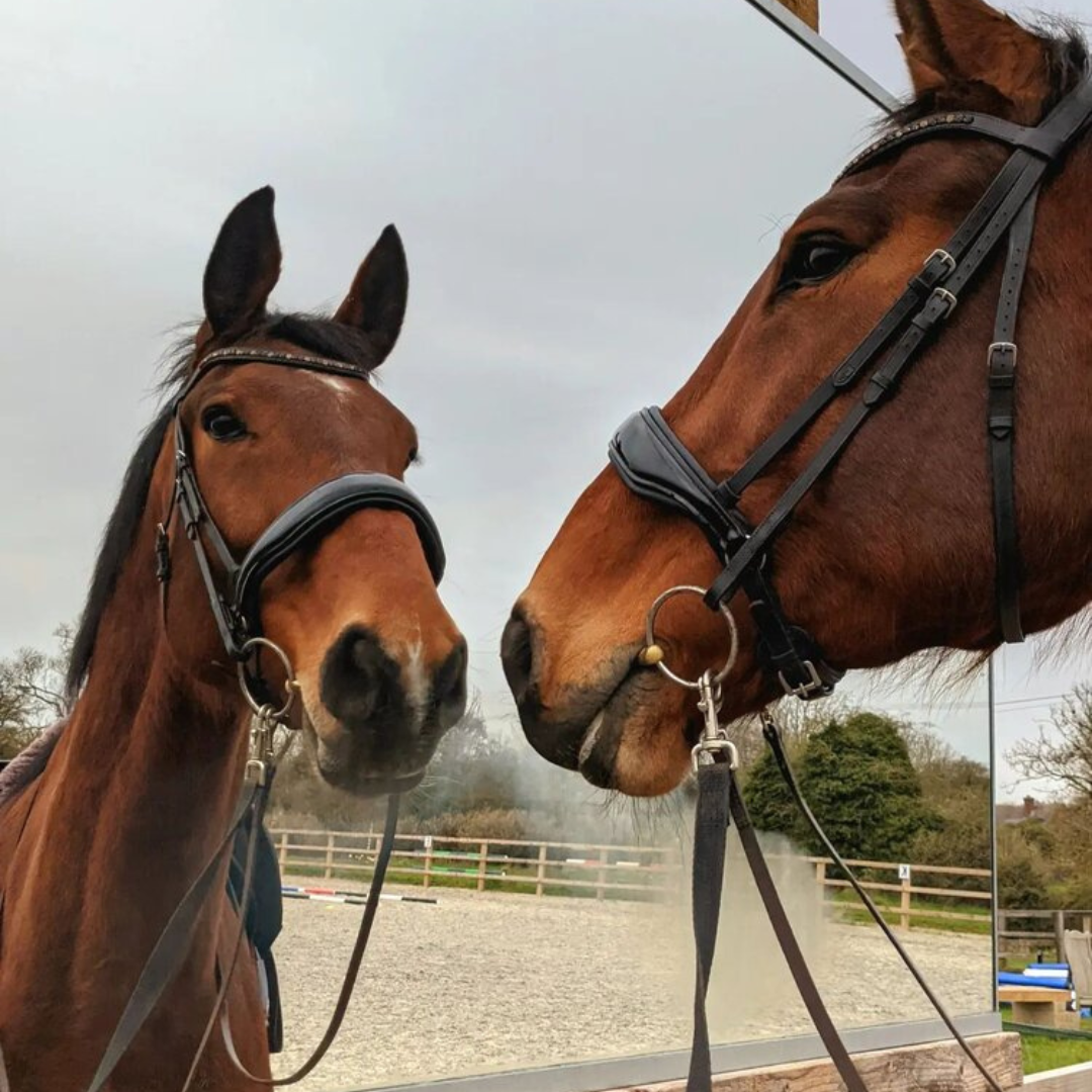 Yasmin Stuart Equine Social Library 5