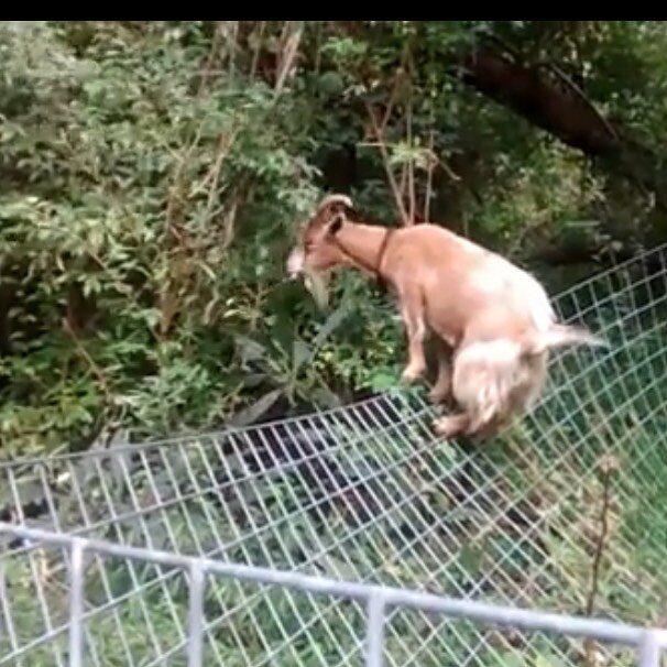 It&rsquo;s not about the goats. The covenants and restrictions on the Benson Reserve prevent the structures needed to contain goats. But as you can see, the goats jump fences anyway! Violating the covenants and restrictions on this property will trig