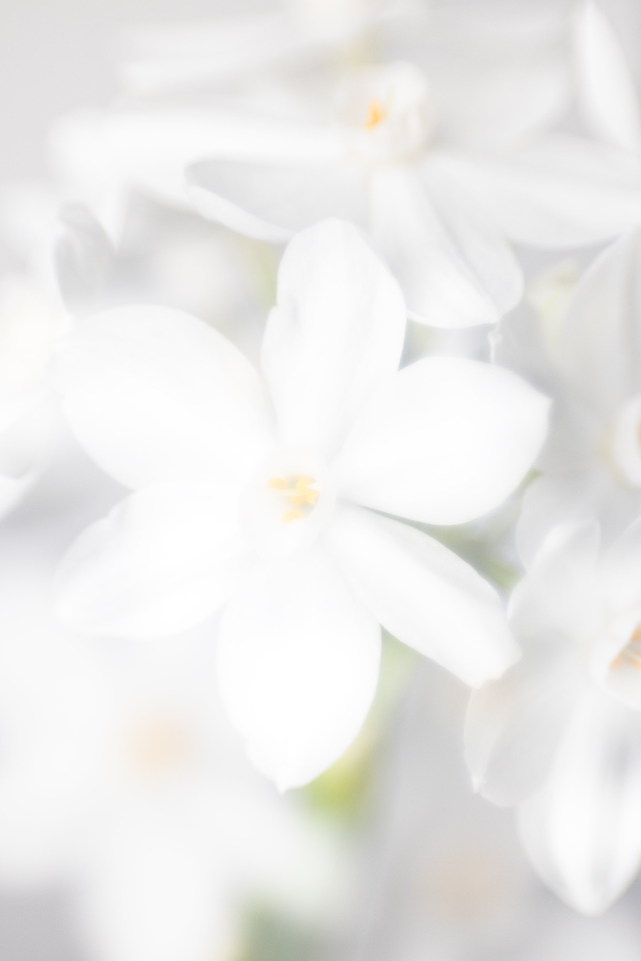 WhiteNarcissus-Edit.jpg