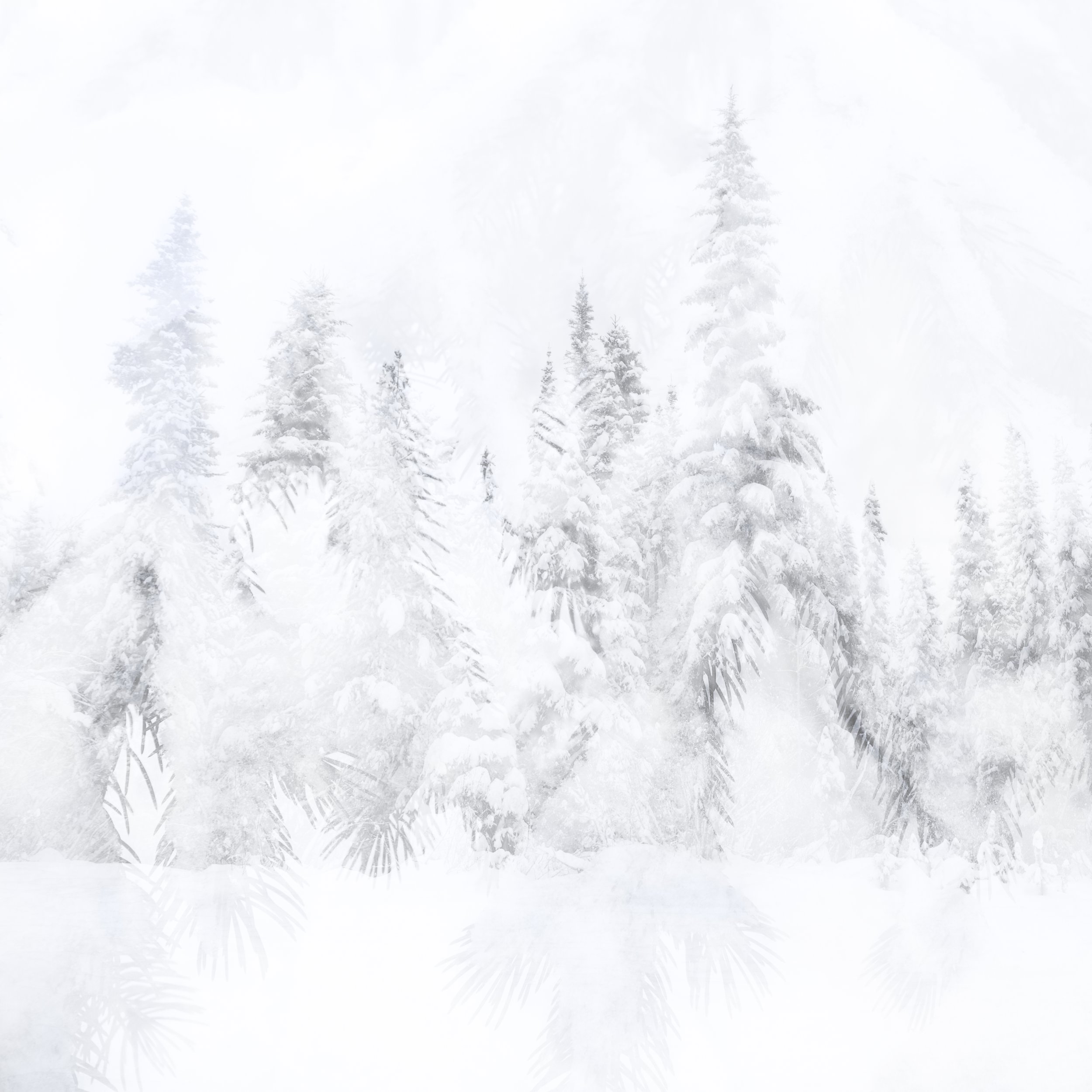 Winter Wonderland.jpg