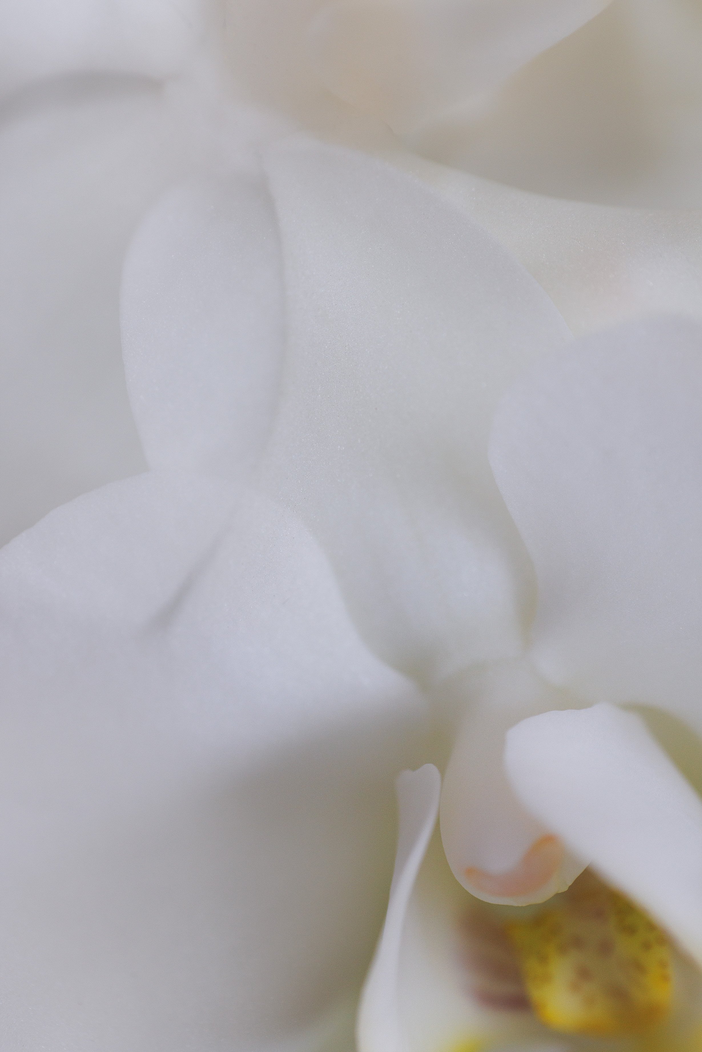 Orchid1.jpg