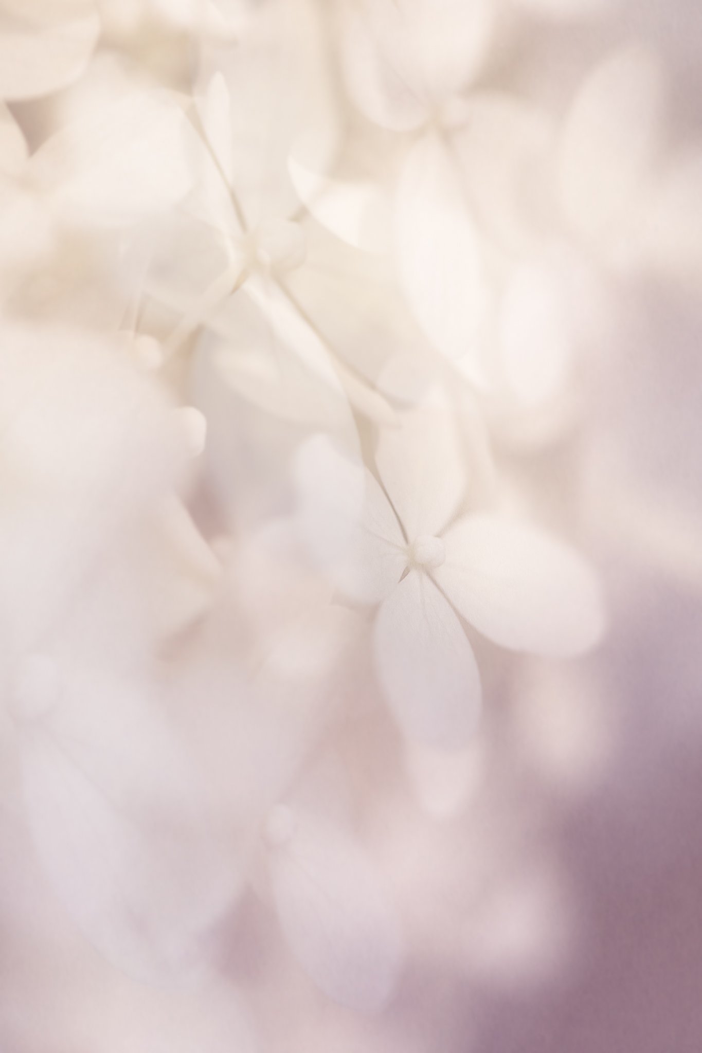 hydrangea.jpg