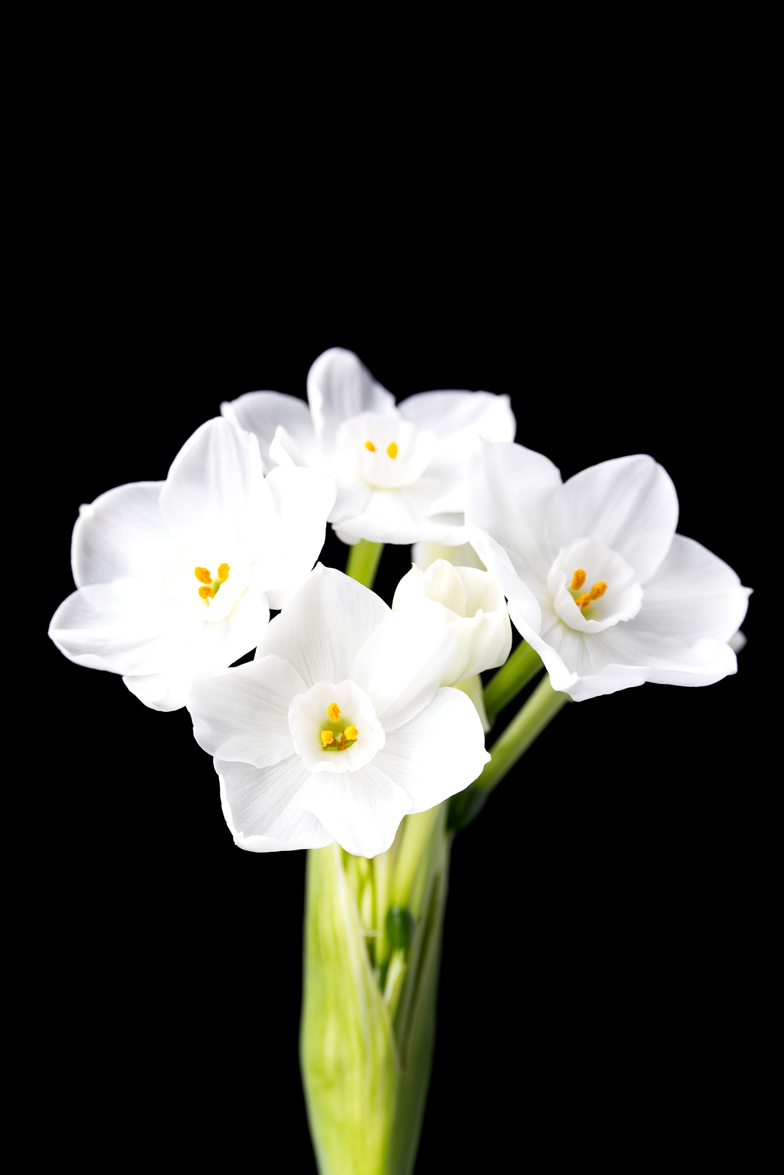 WhiteNarcissus-74-Edit.jpg