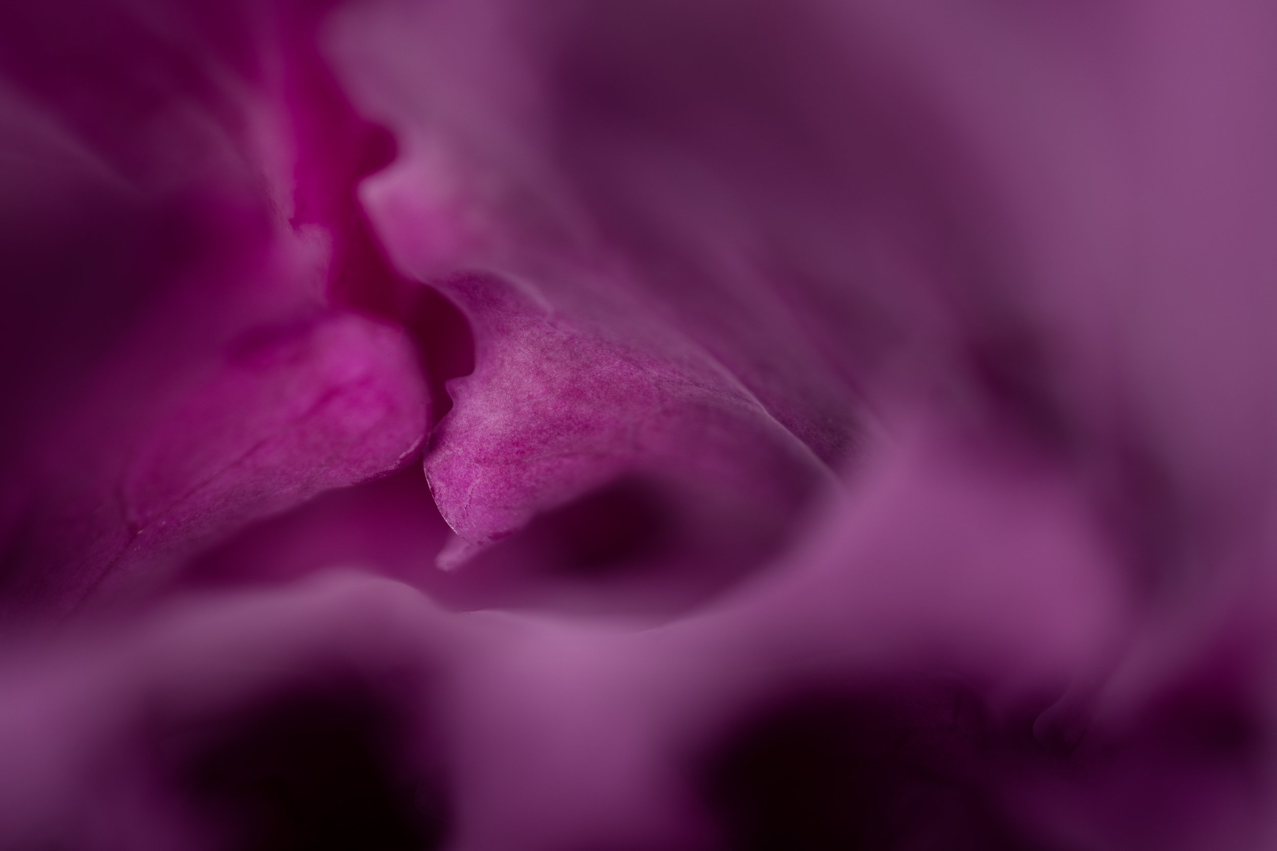 FloweringKale2.jpg