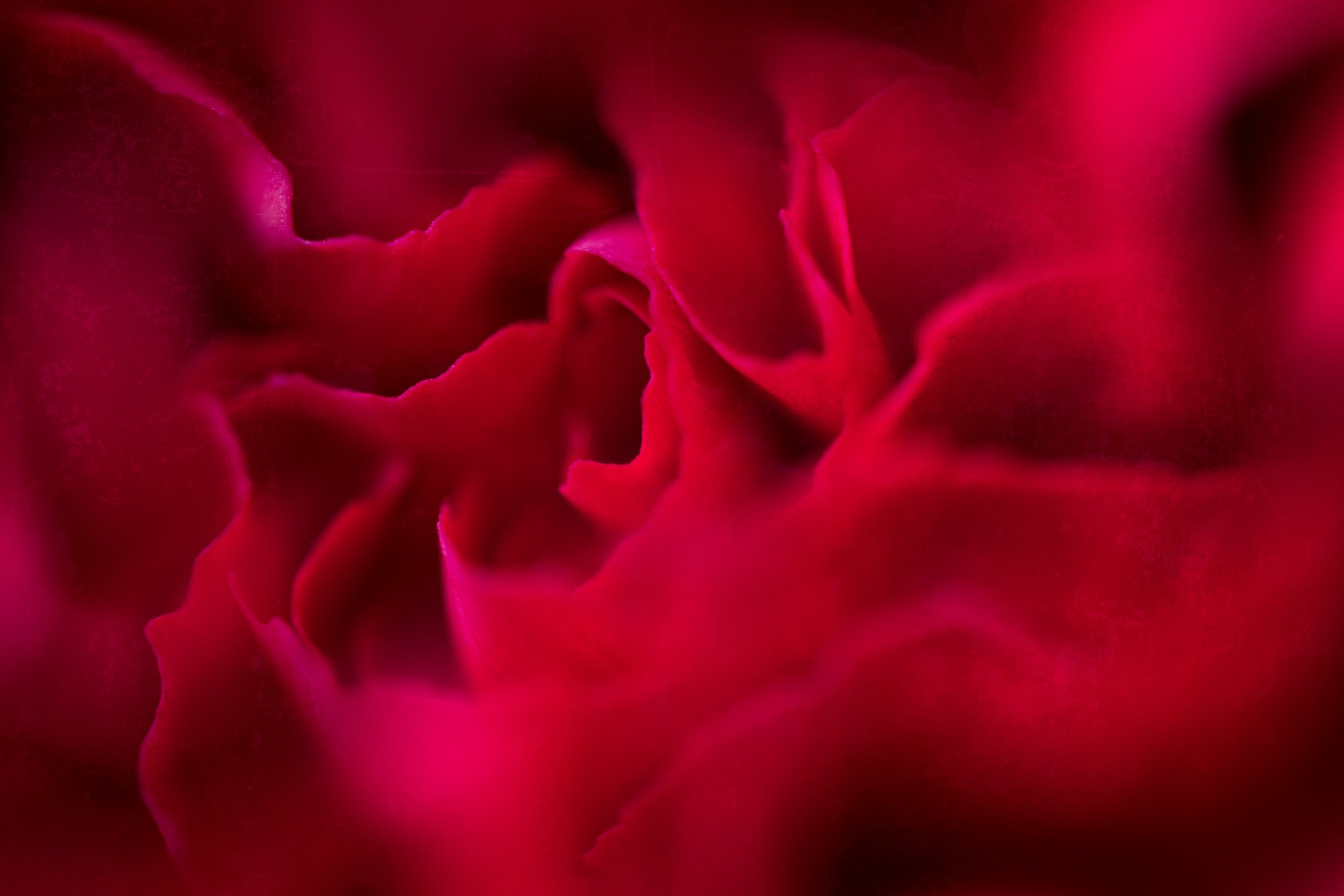 RedRose.jpg