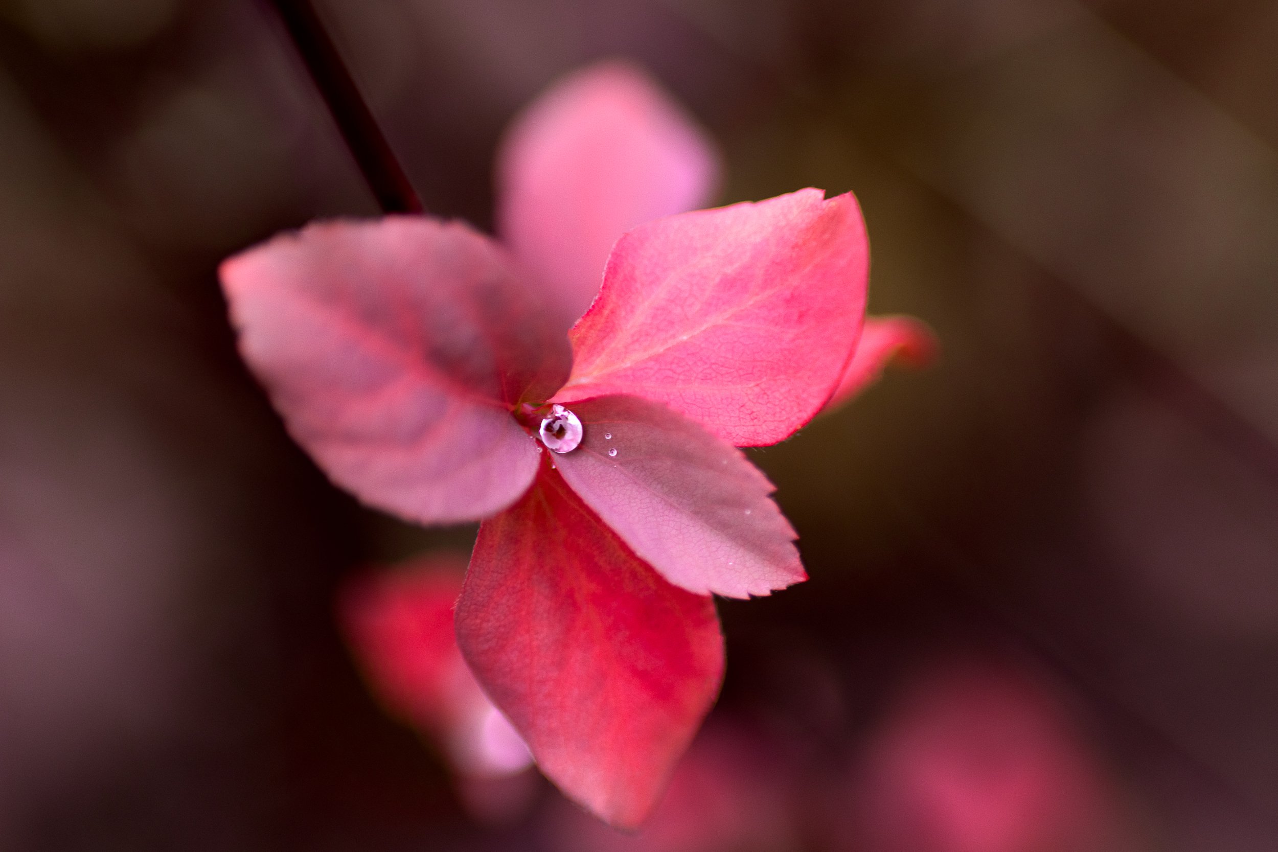 Colours of fall 1.jpg