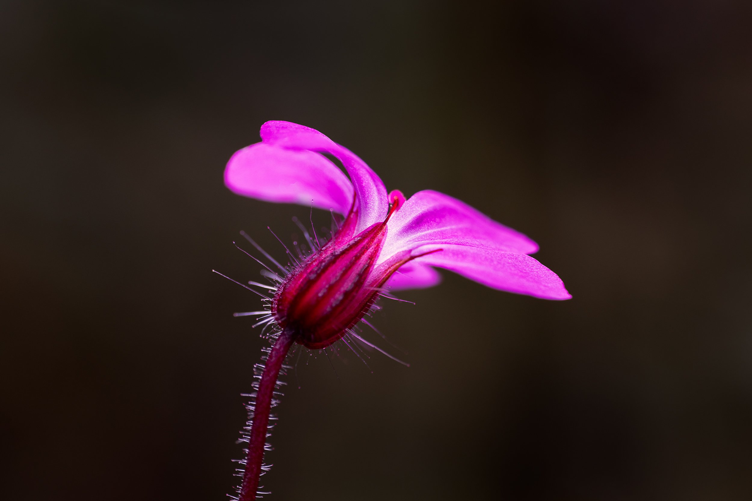 untitled-4175-Edit.jpg