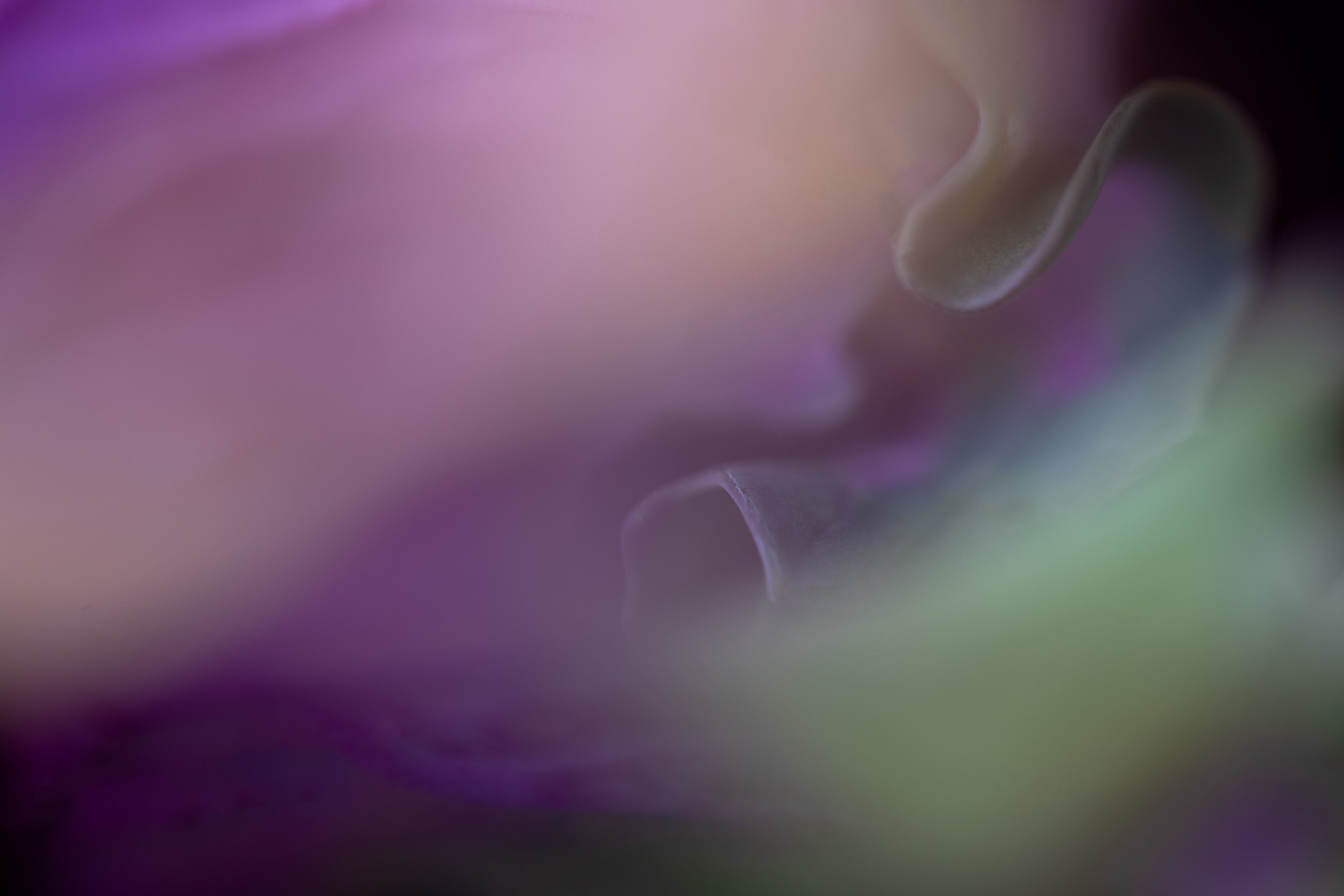 FloweringKale3.jpg