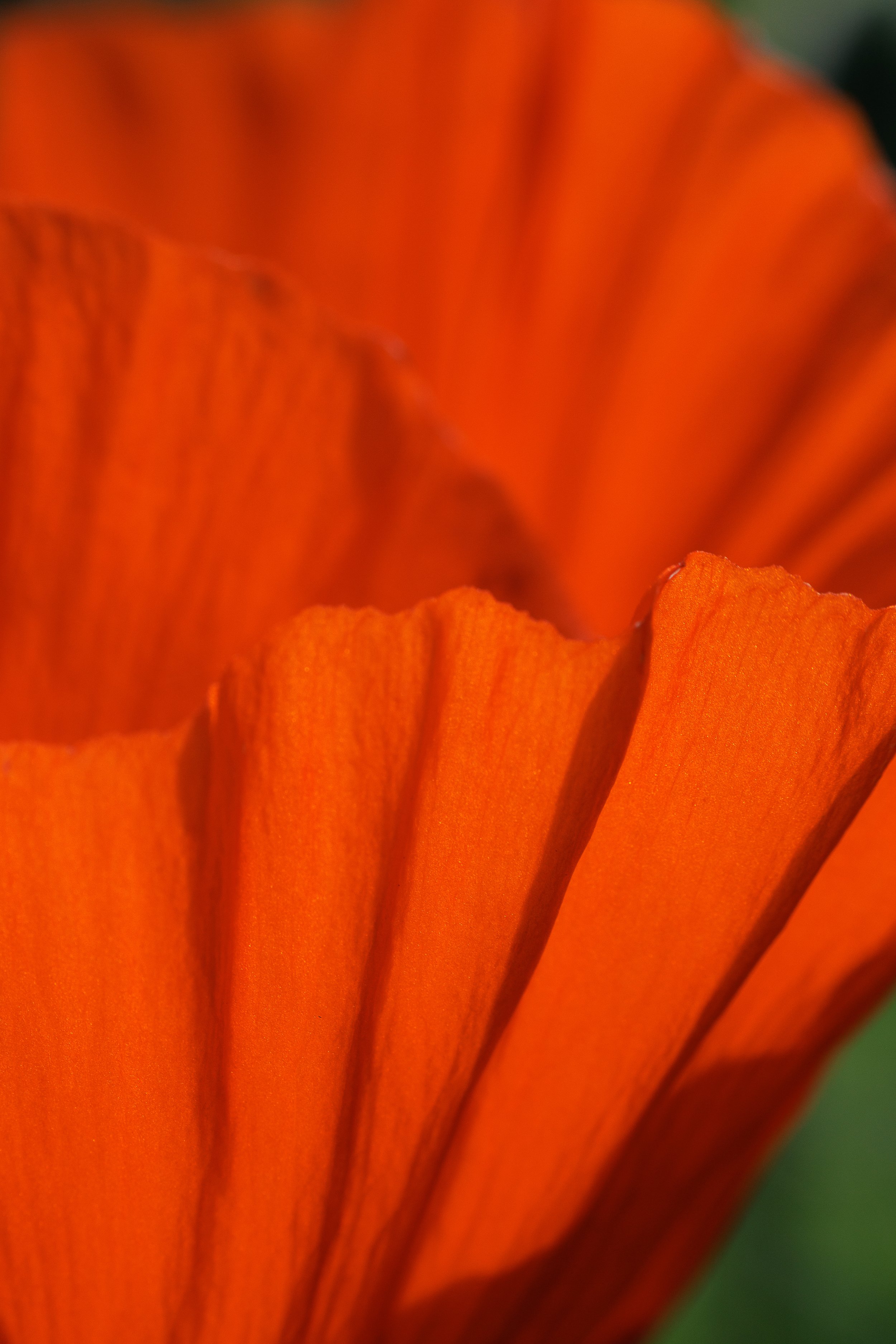 Shades of red.jpg