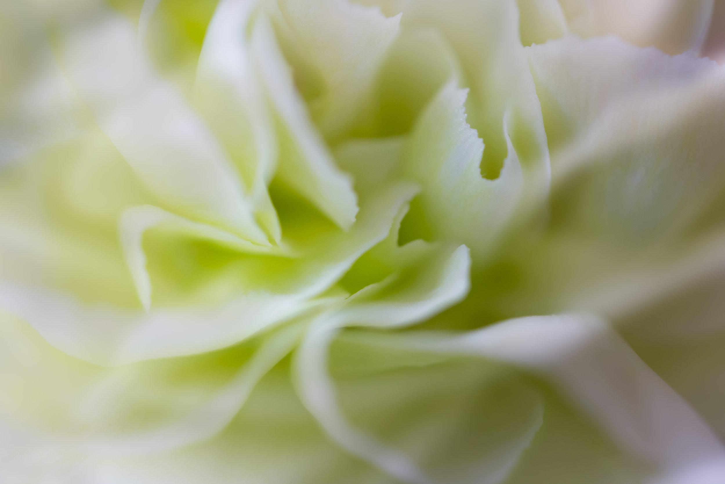 Carnation.jpg