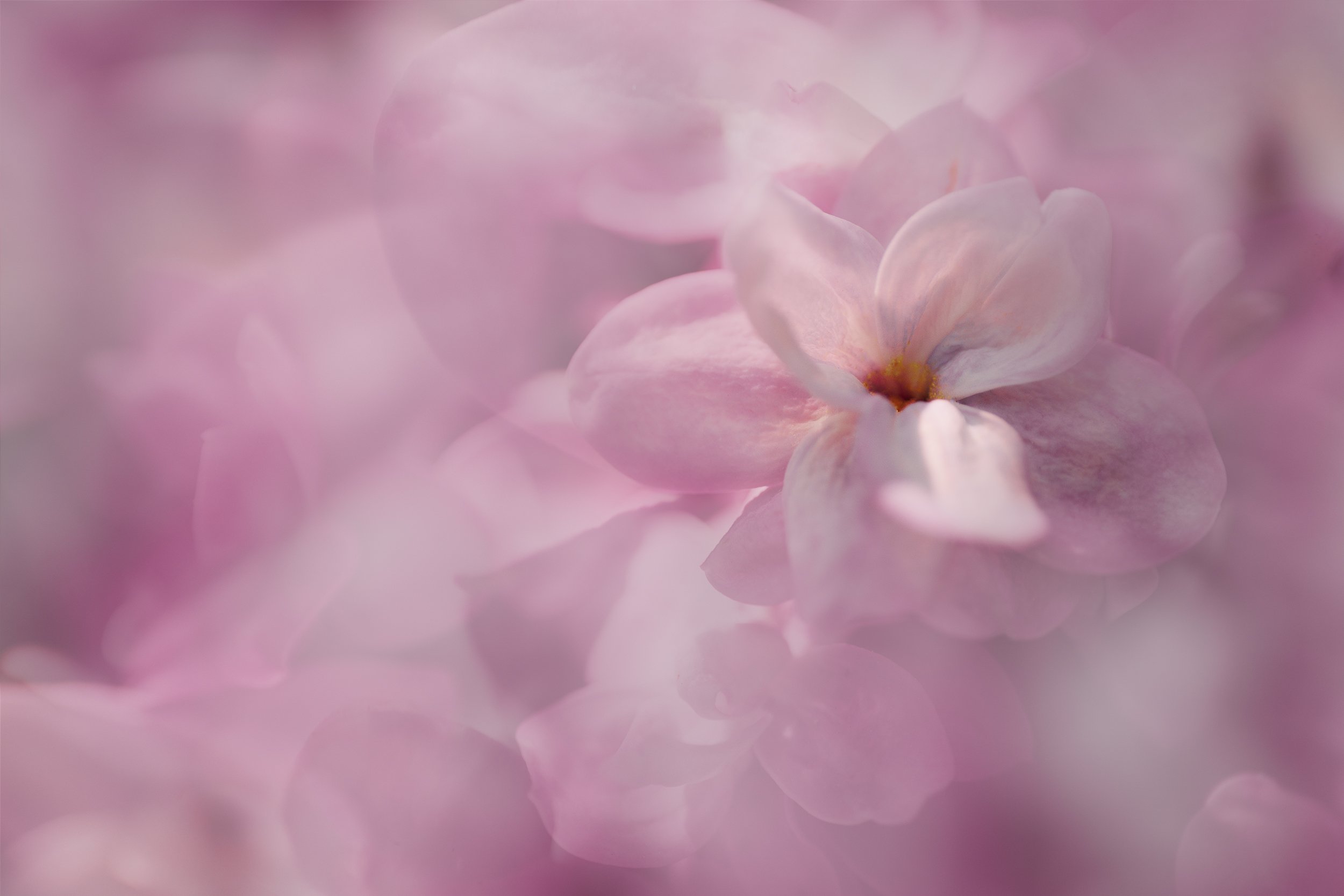 DreamsofLilac2.jpg