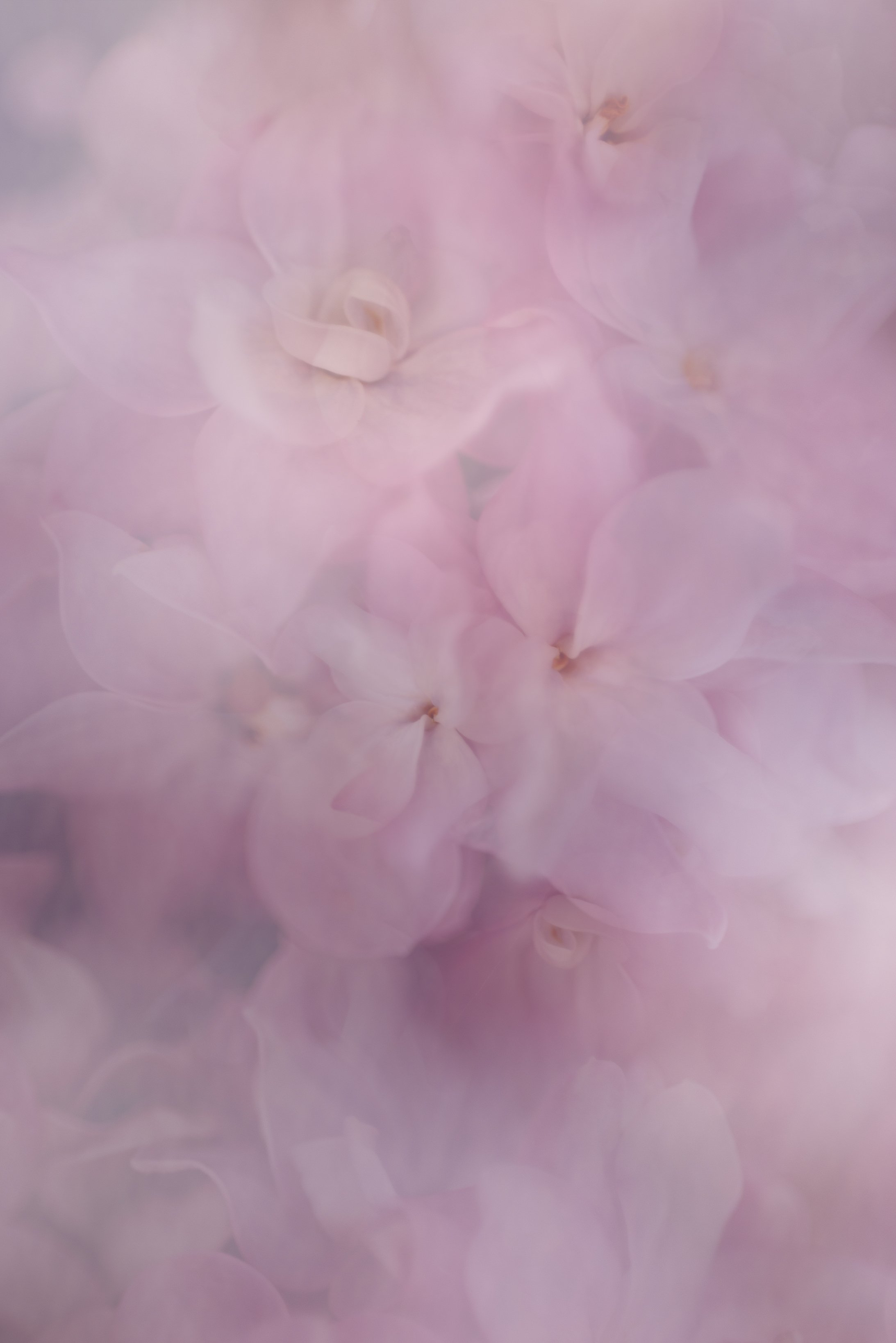 DreamsofLilacs.jpg