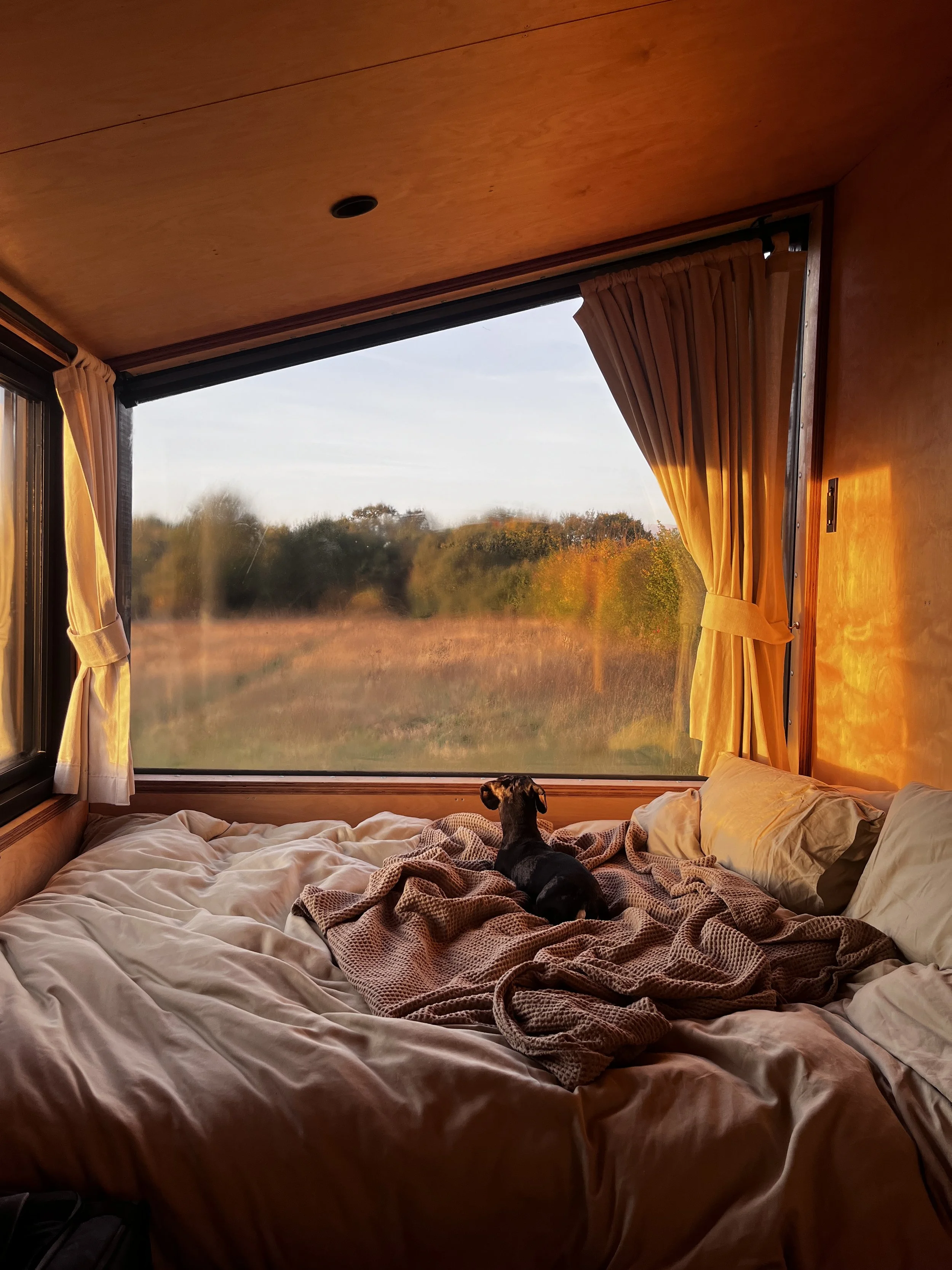Dog on Cozy Bed in Cabin