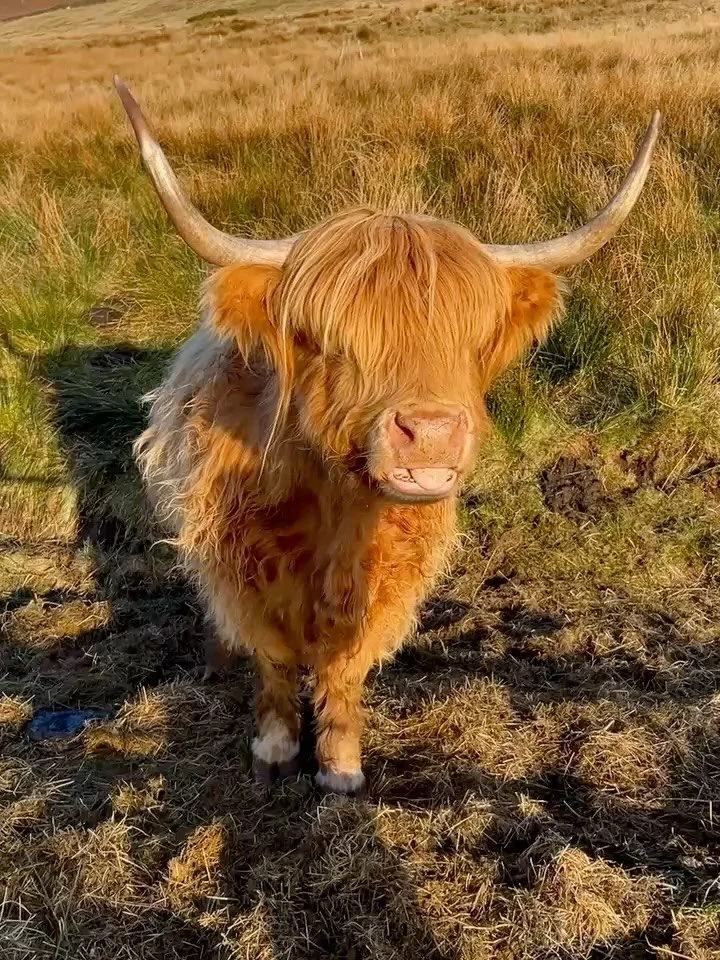 Weekends spent meandering in Lancashire 🐮
Rest and Recharge cabins are both set within a 360 acre farm, with plenty of sheep and cows as neighbours.

Rest cabin sleeps 2
Recharge cabin sleeps 3 
Both have hot tubs in a dark sky zone ⭐️