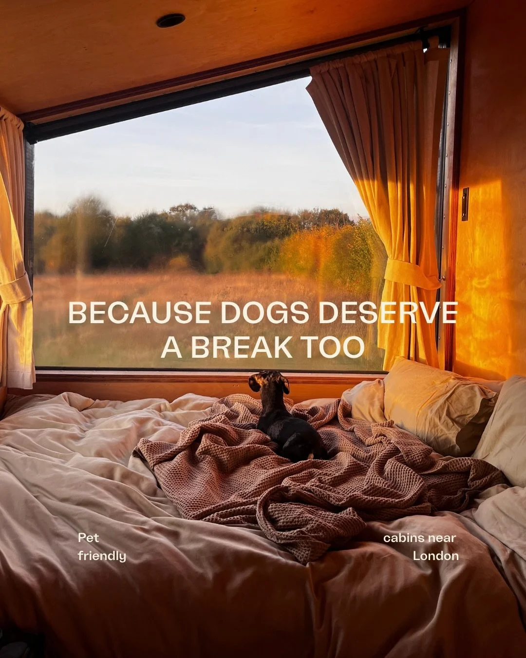 Because paws weren&rsquo;t made for pavement. Pets crave grass between their toes just as much as we do 🌿

Pet friendly cabins near London. 📍 Reconnect cabin, Hertfordshire.