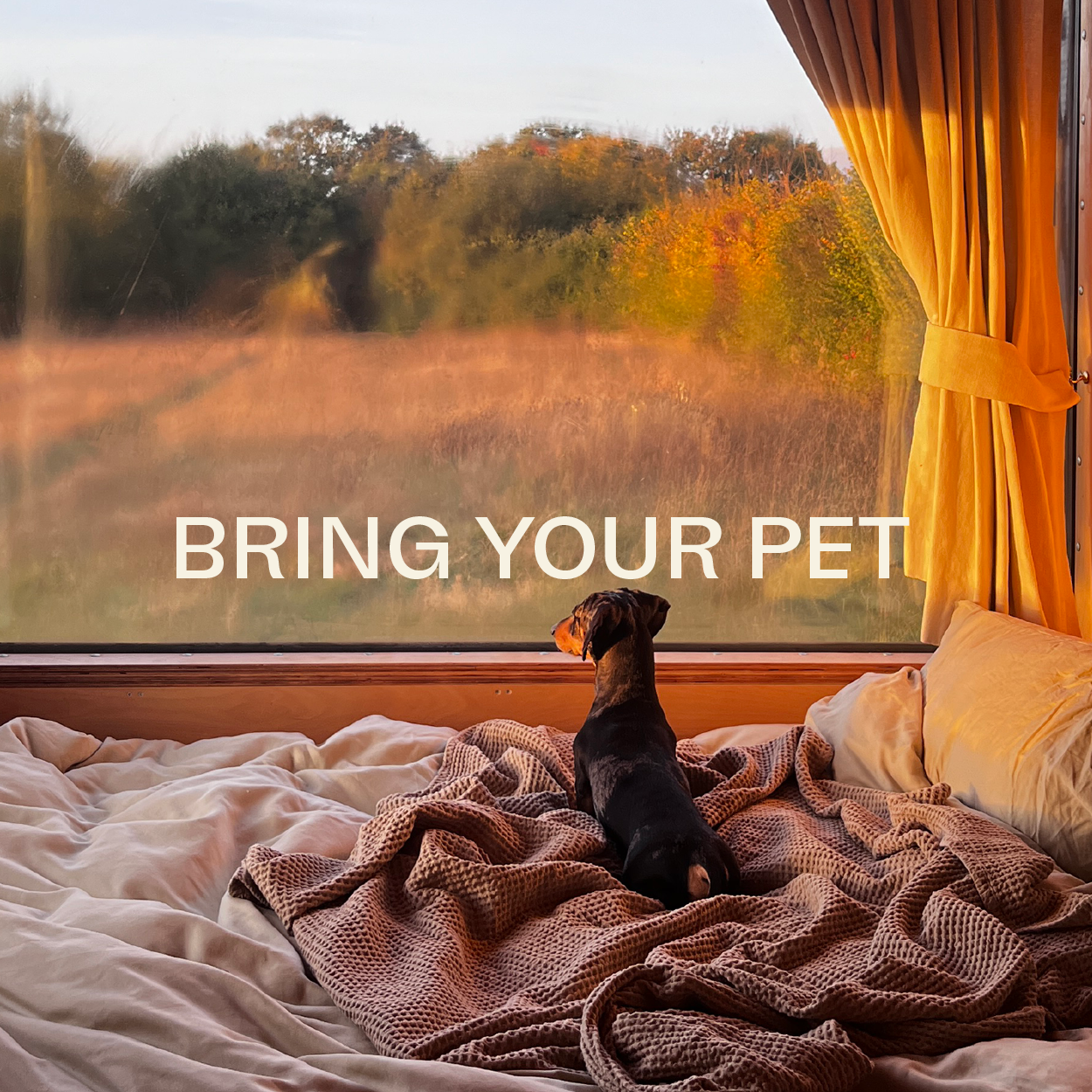 Bring your Dog/Cat