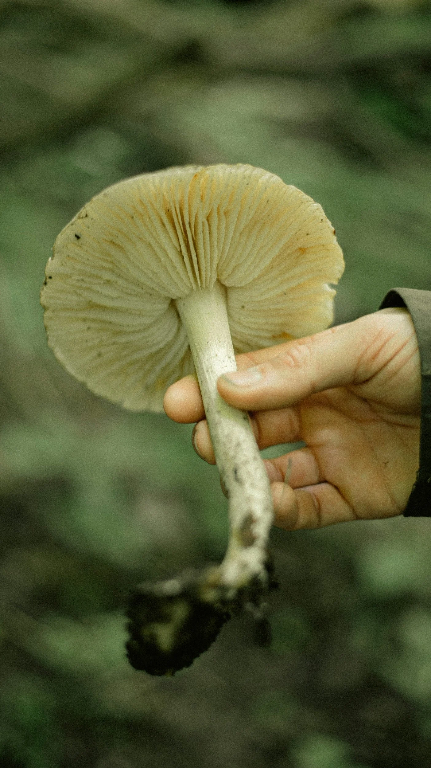 HAPPENING TODAY! πΏ Guided Foraging Walk at Pabineau Falls