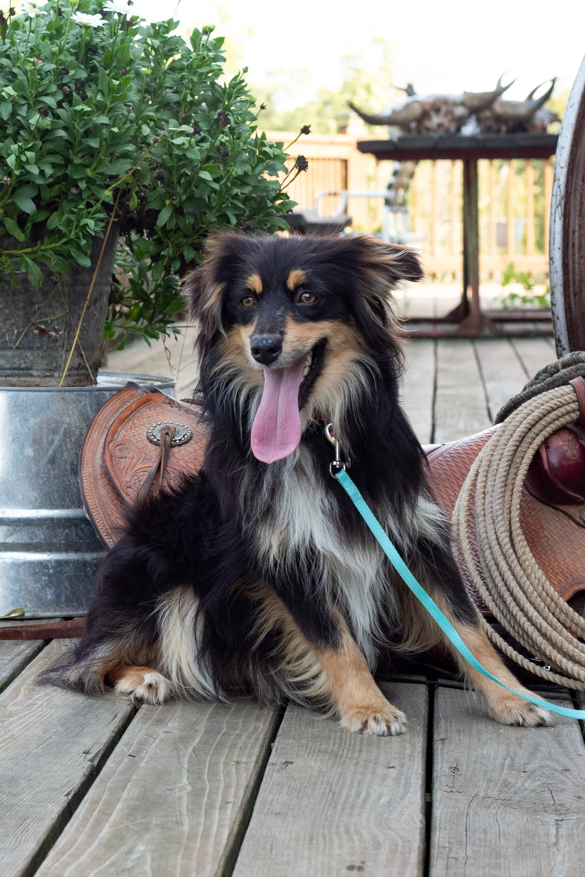 Sheltie Aussie Mix Dog