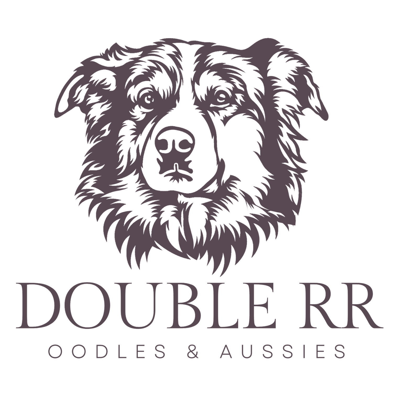 General 6 — Double RR Oodles and Aussies