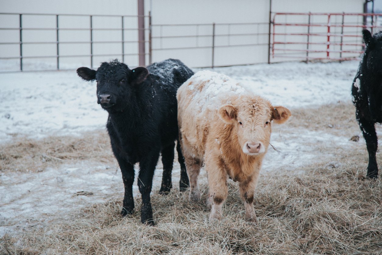 Iowa Land Auction Prices, January 3-9, 2026