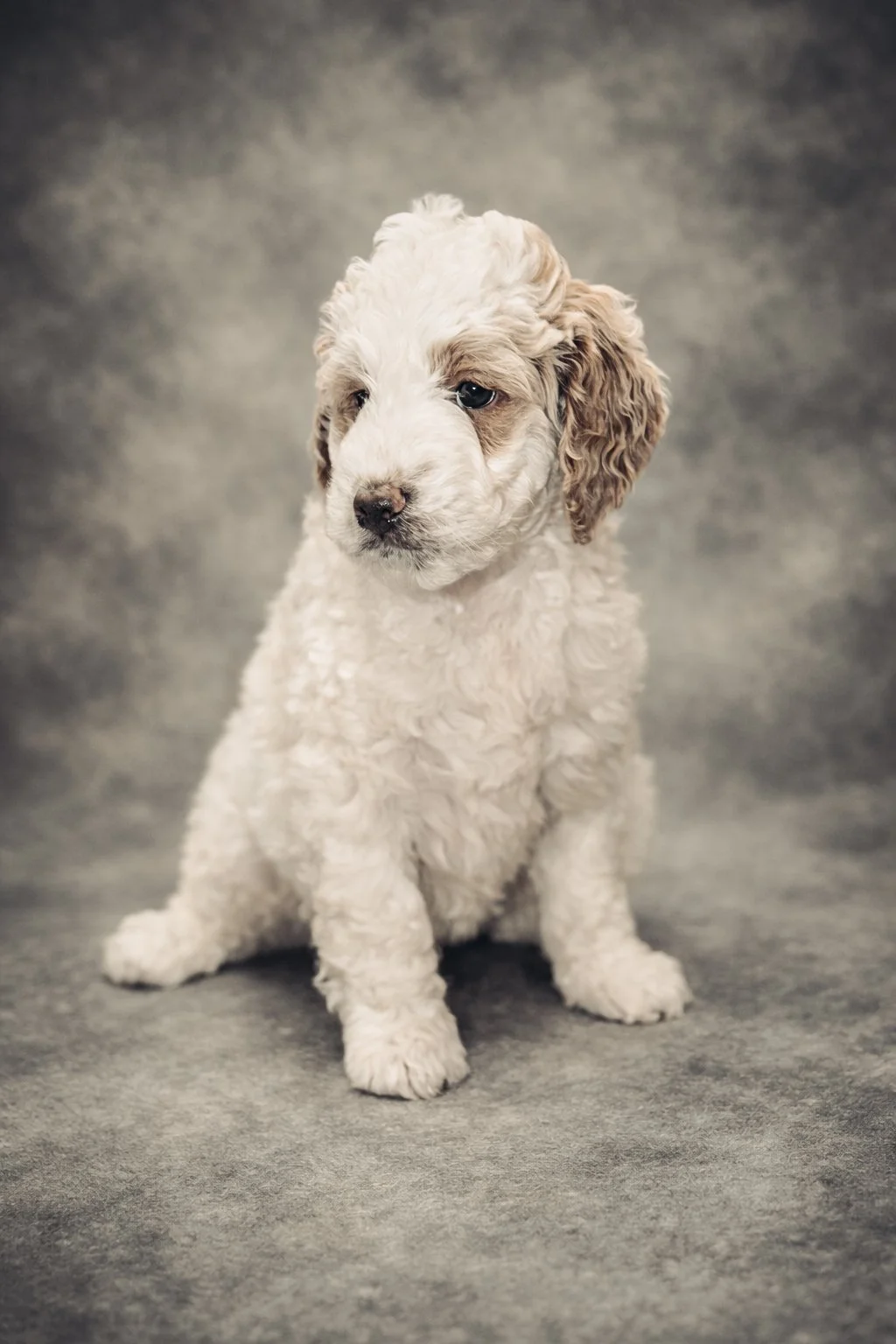 A cute puppy with curly white and tan fur, sitting on a gray textured surface with a gray background.
