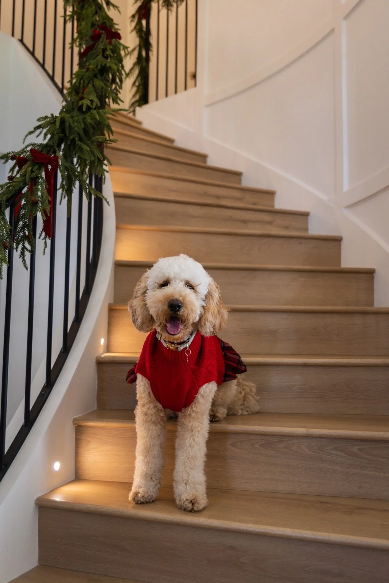 Curly cream Goldendoodle wearing a red holiday sweater sitting on wooden staircase decorated with Christmas garland, capturing a cozy indoor holiday dog portrait in a modern home