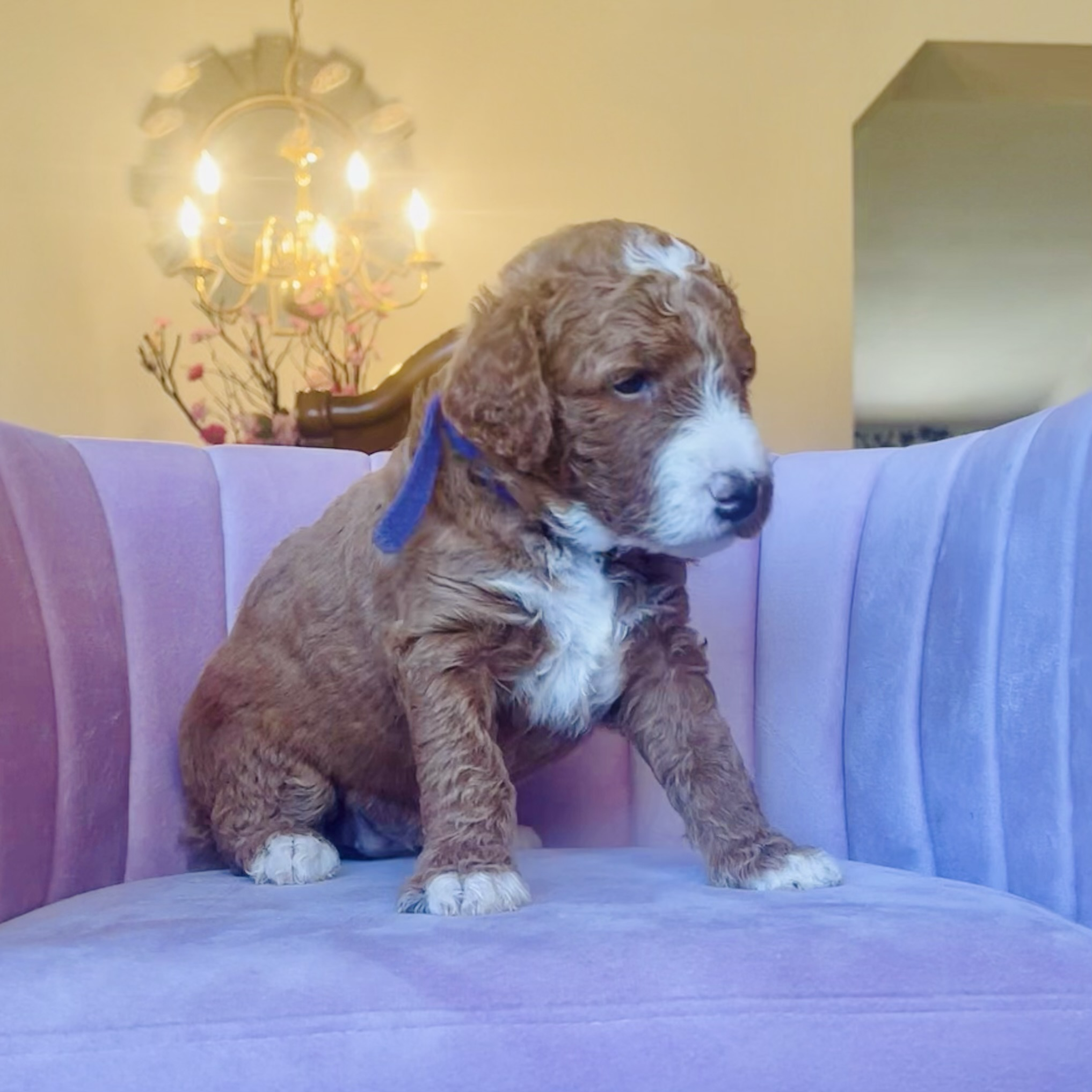 A cute, brown and white curly-coated goldendoodle puppy sitting