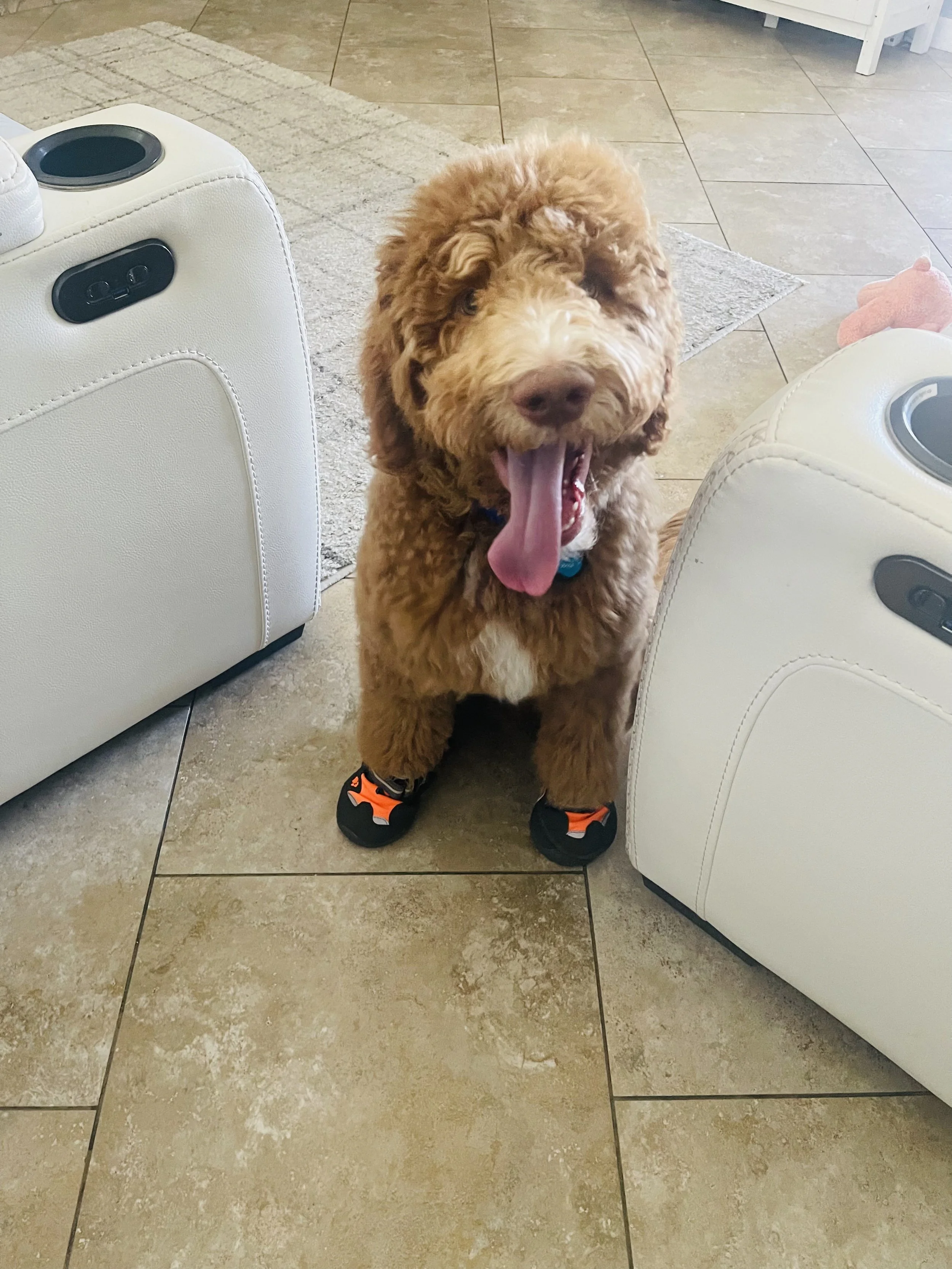 Fluffy goldendoodle puppy from Kid’s Best Doodle wearing vibrant orange dog boots while happily panting indoors