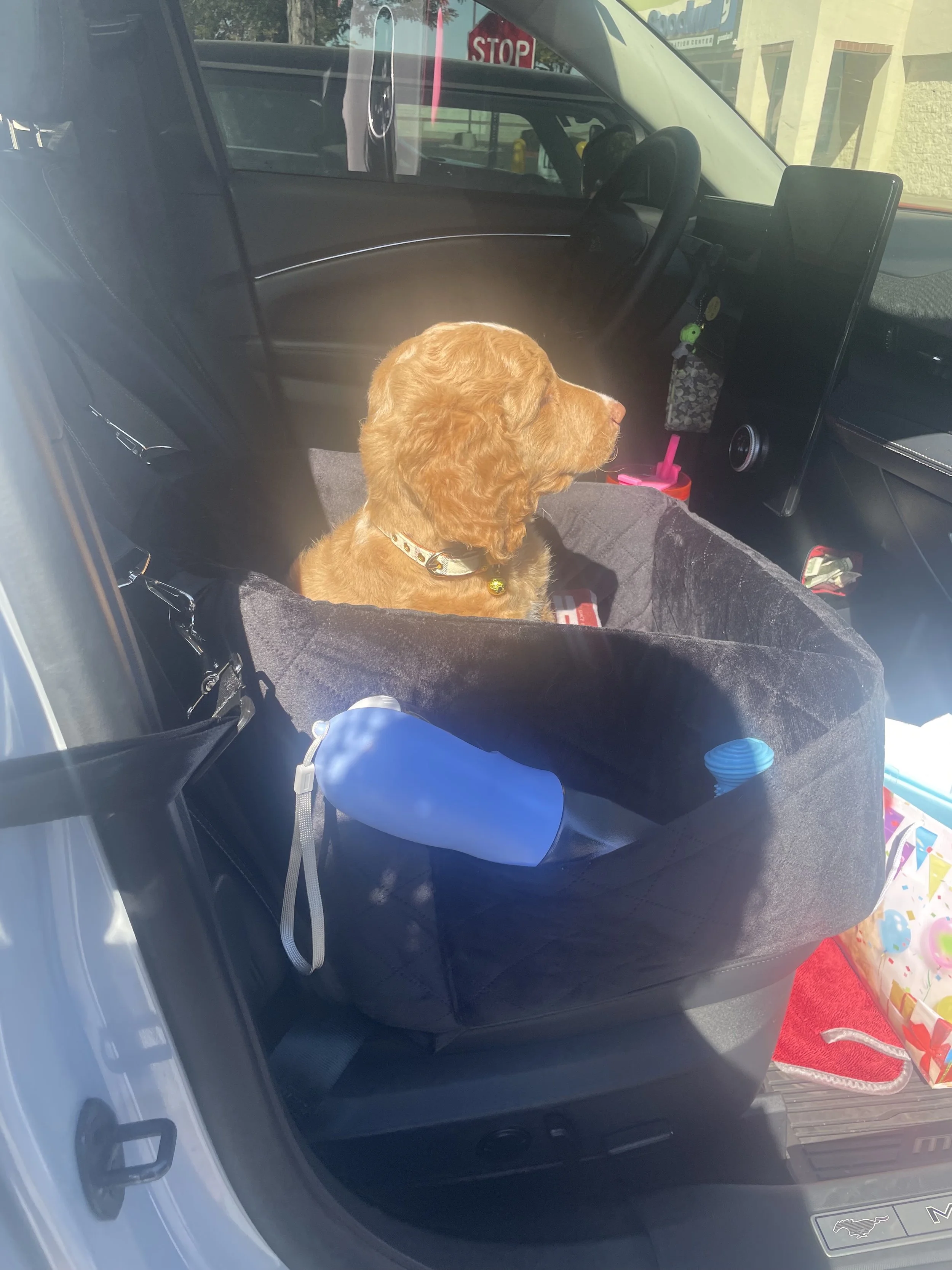 Goldendoodle puppy from Kid’s Best Doodle past litter safely buckled in a car booster seat with a travel water bottle for a fun road trip.