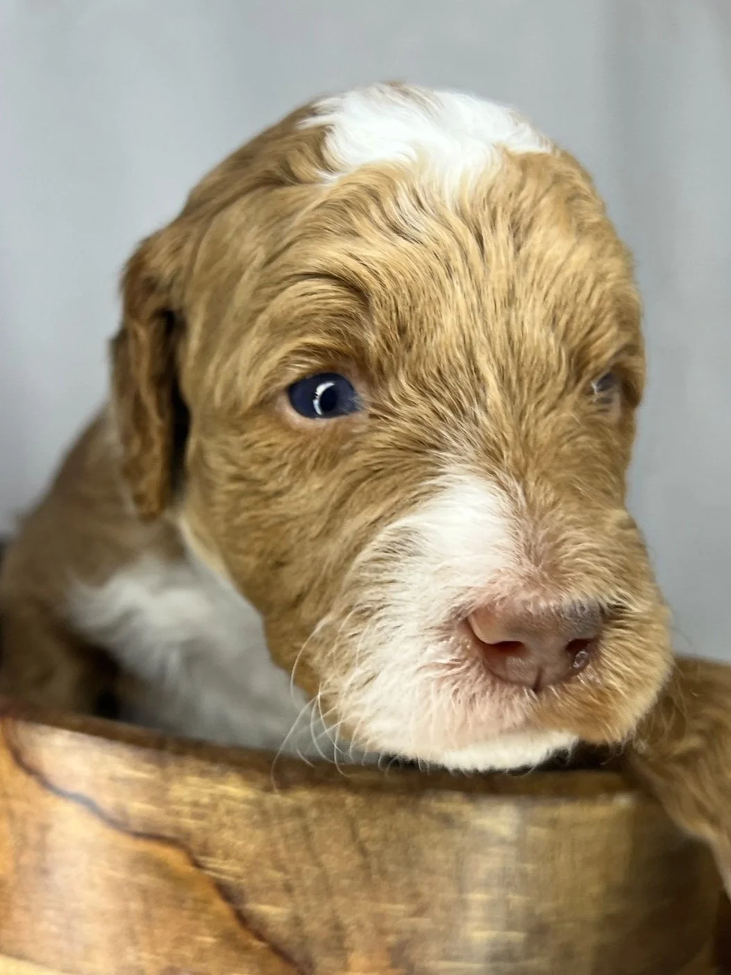 Goldendoodle puppy up close with her blue lagoon eyes