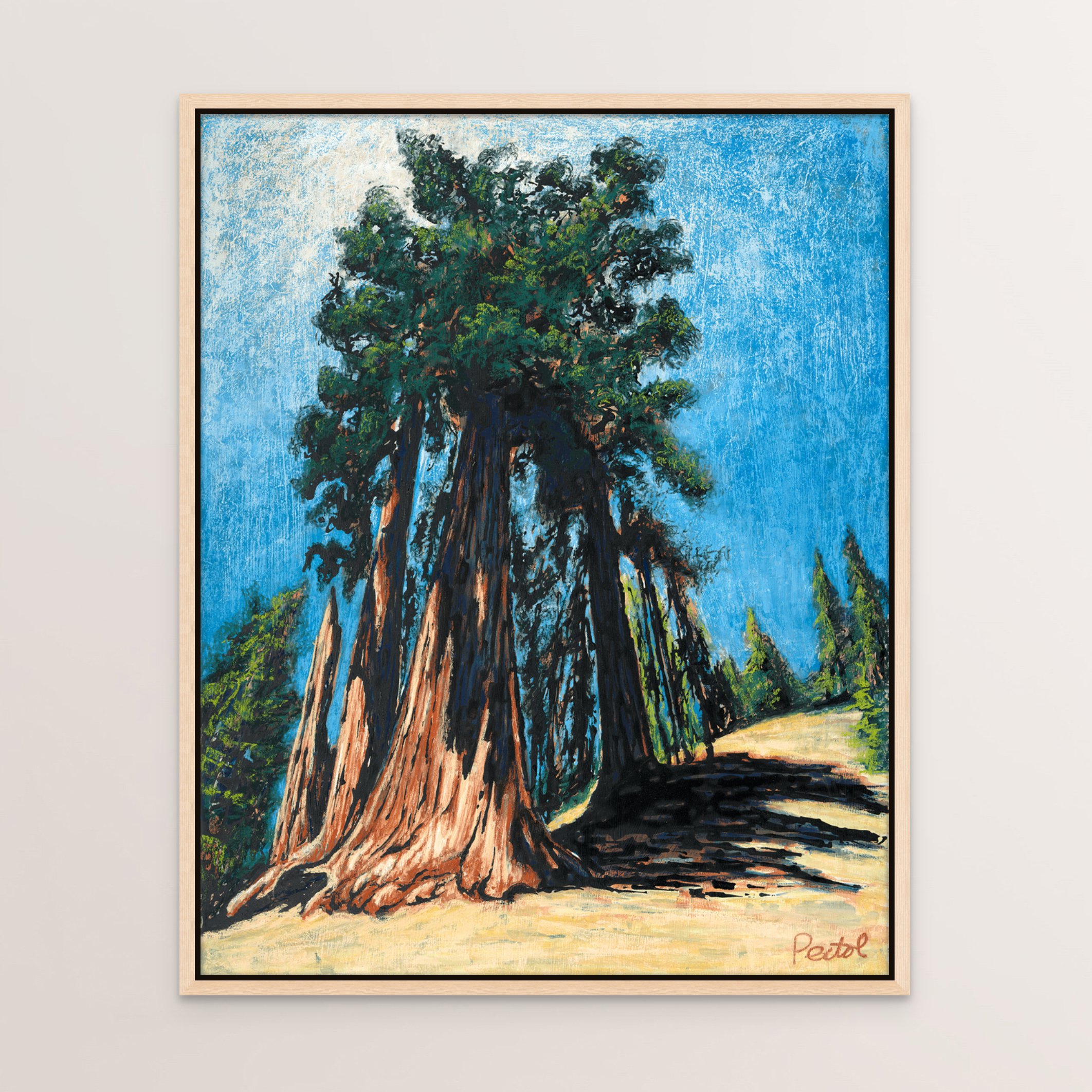 sequoia tree, pine.jpg