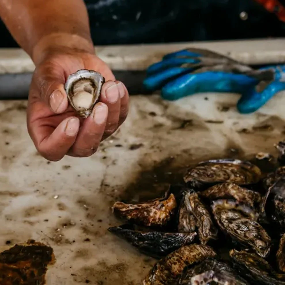 The Alluring World of Olympia Oysters