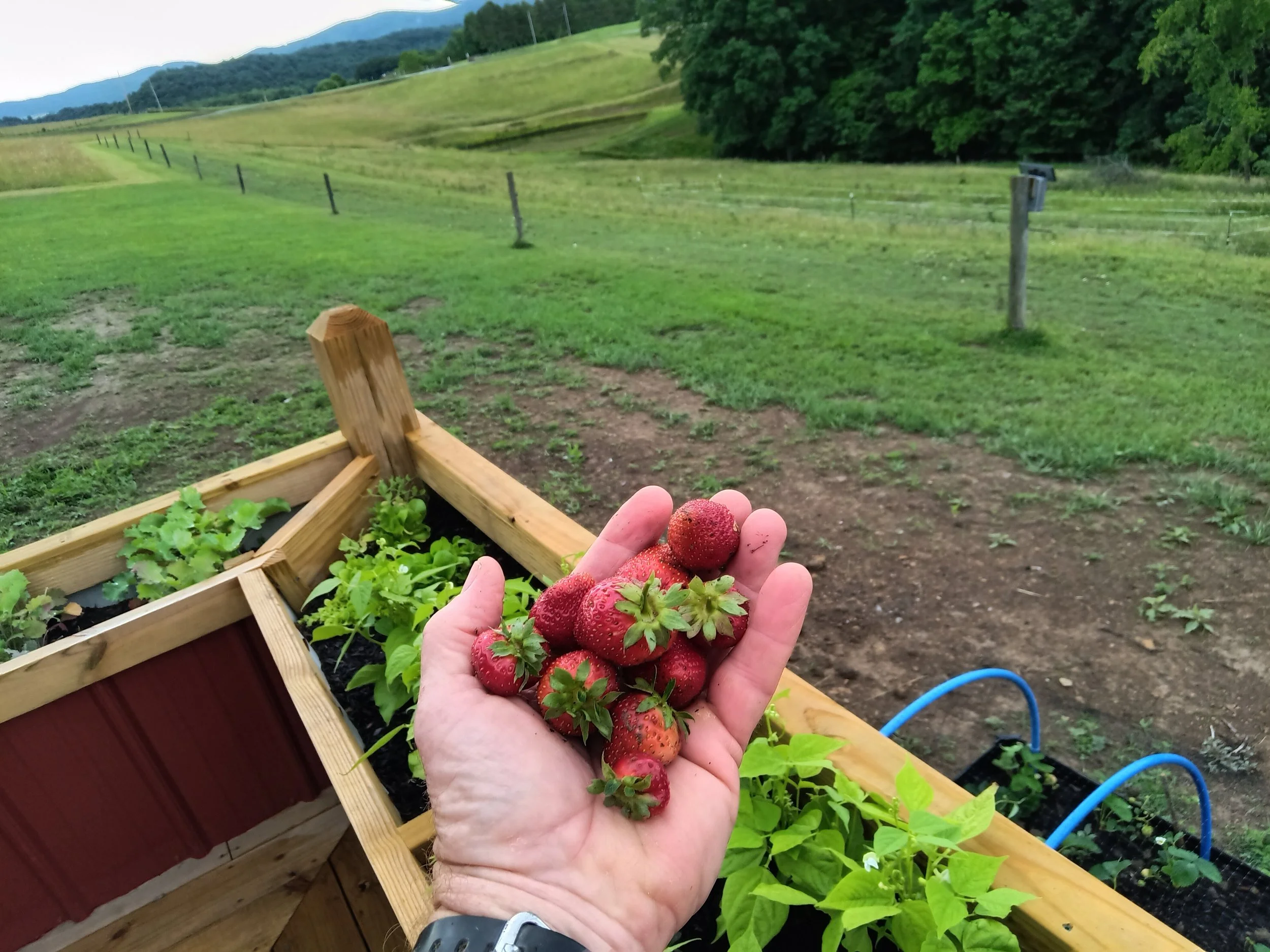 Farm to table from raised beds on deck