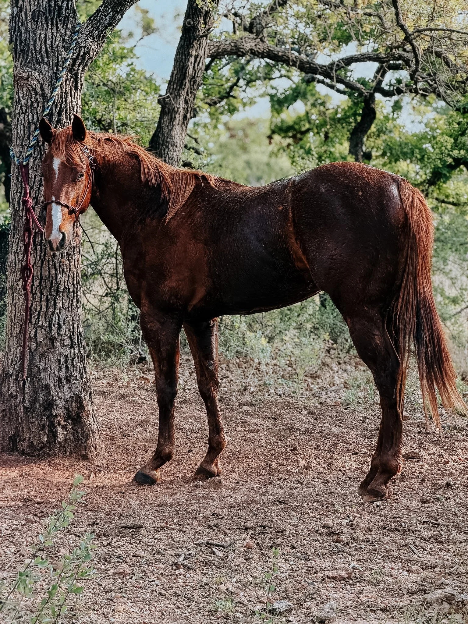 Jess Another Rebel aka "Pecan"