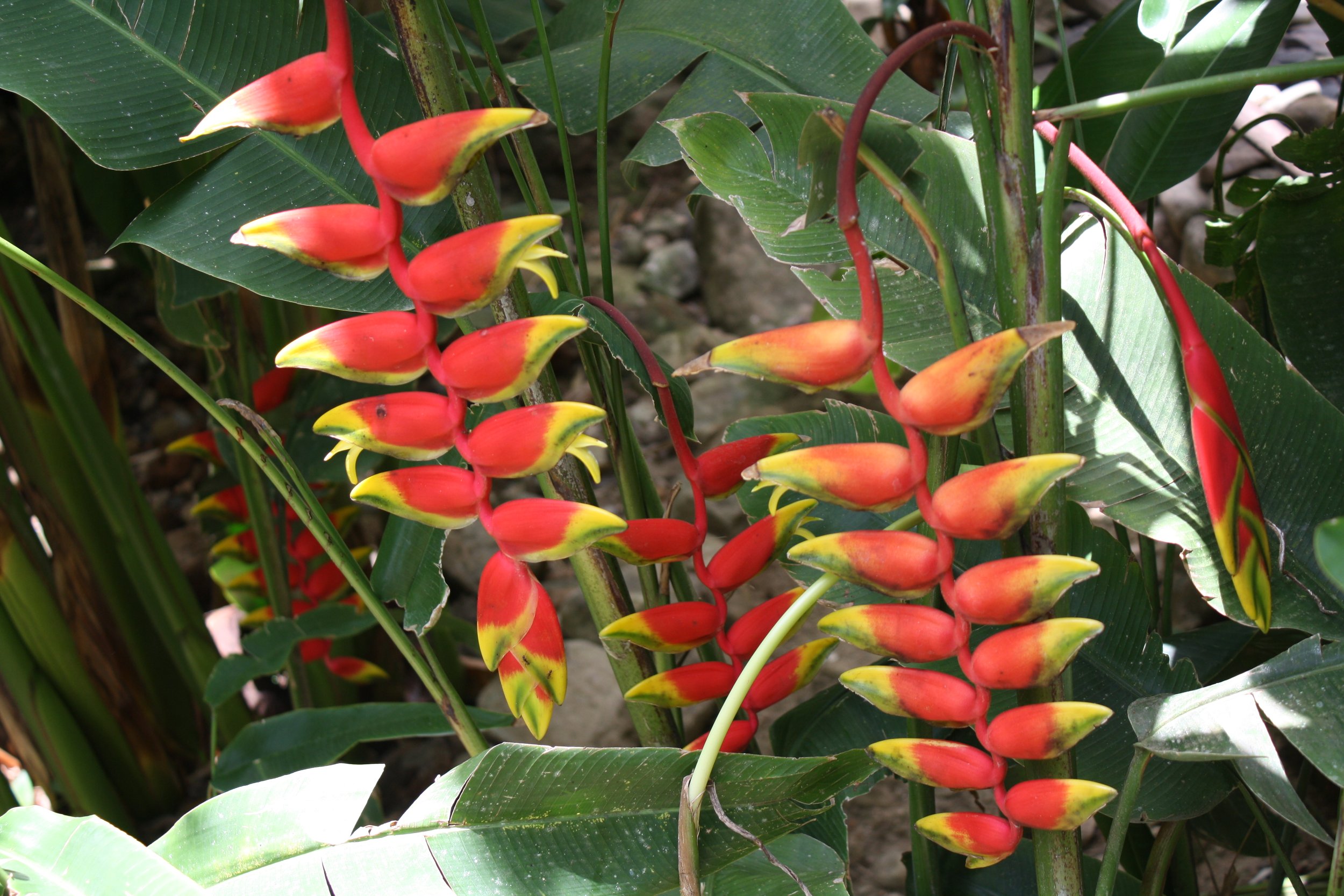 Flora, St. Lucia