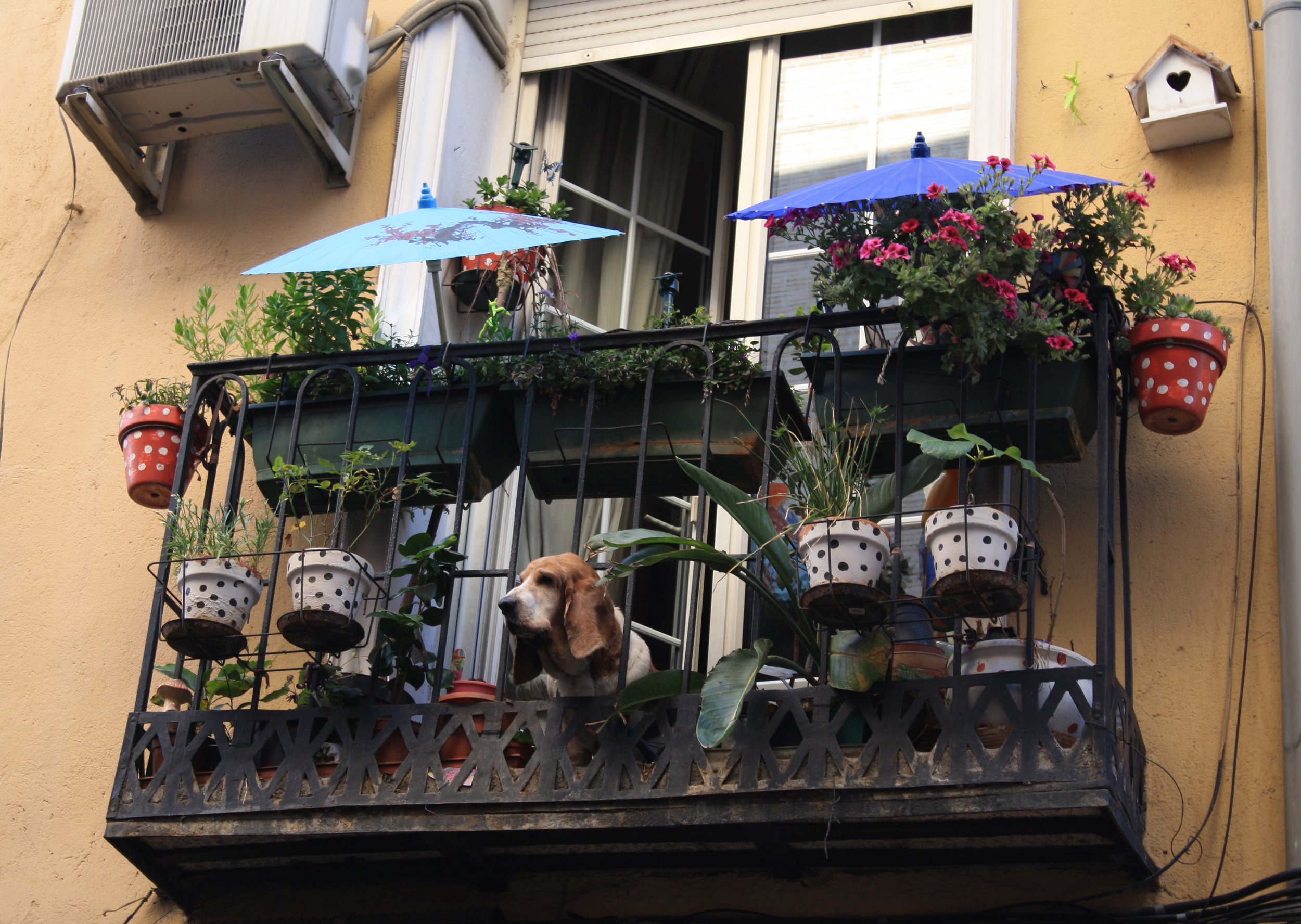 Dog, Madrid