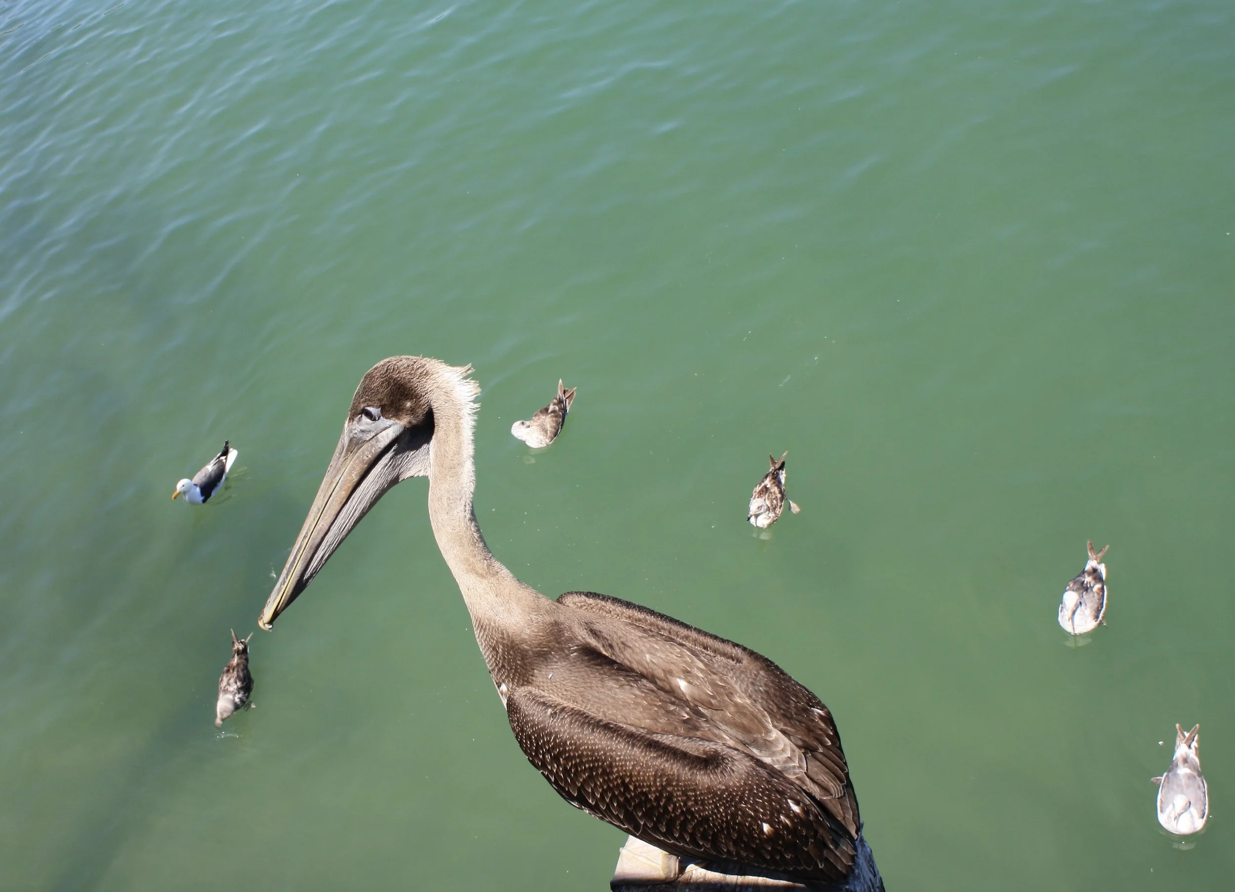 Pelican