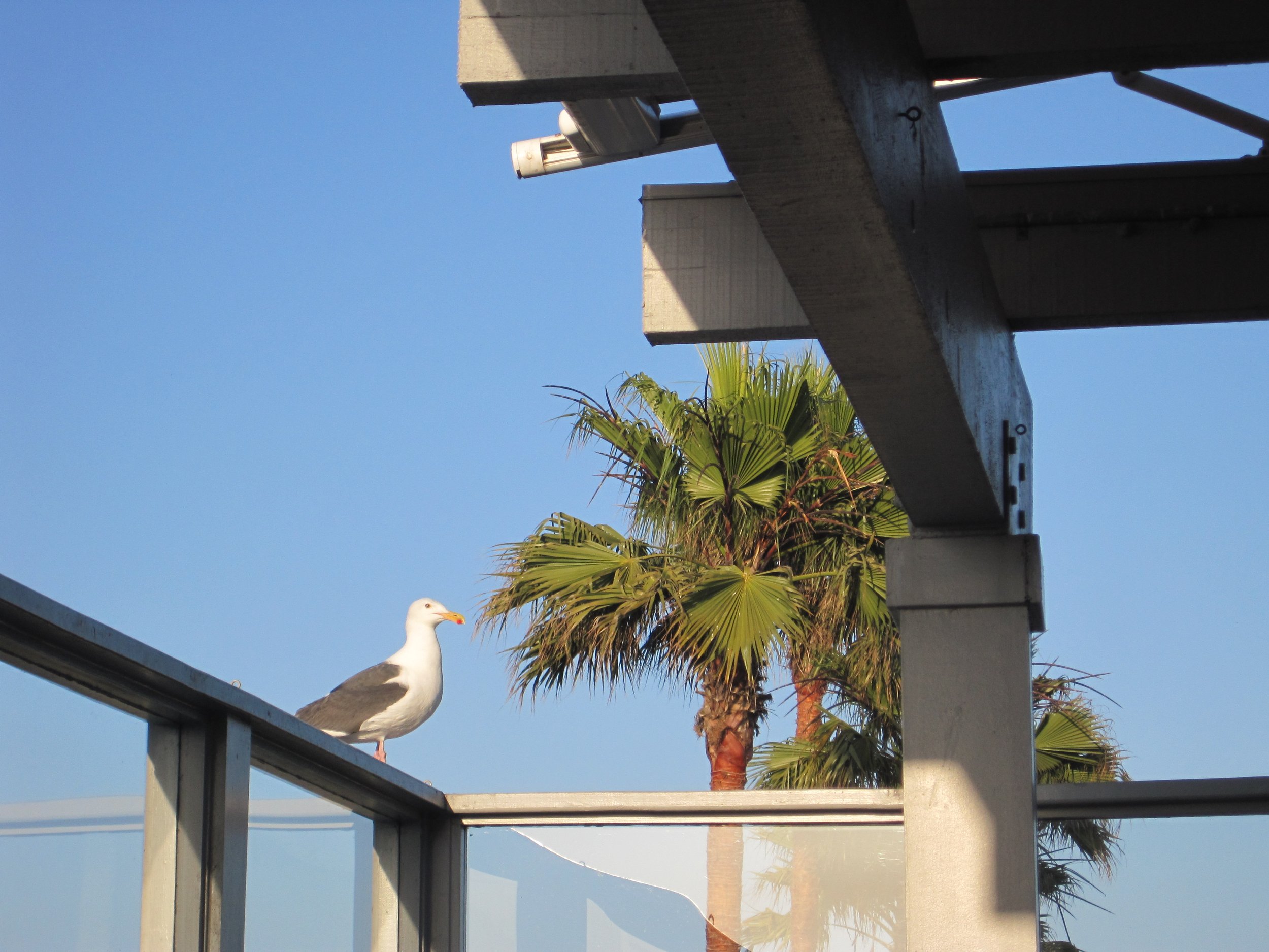 Gull, Ventura