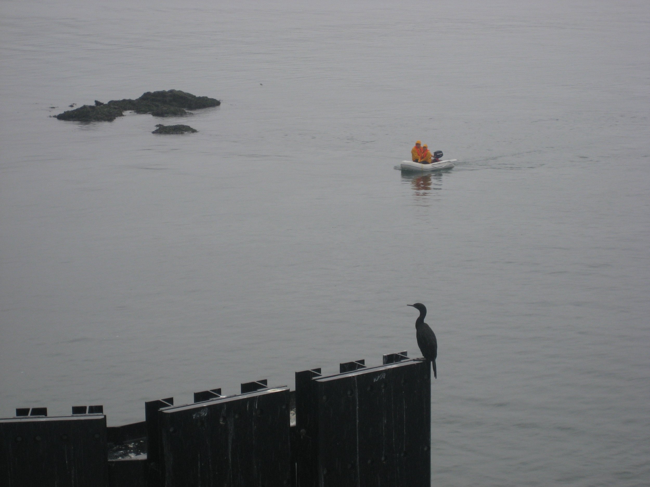 Sentinel Cormorant, San Juan Islands