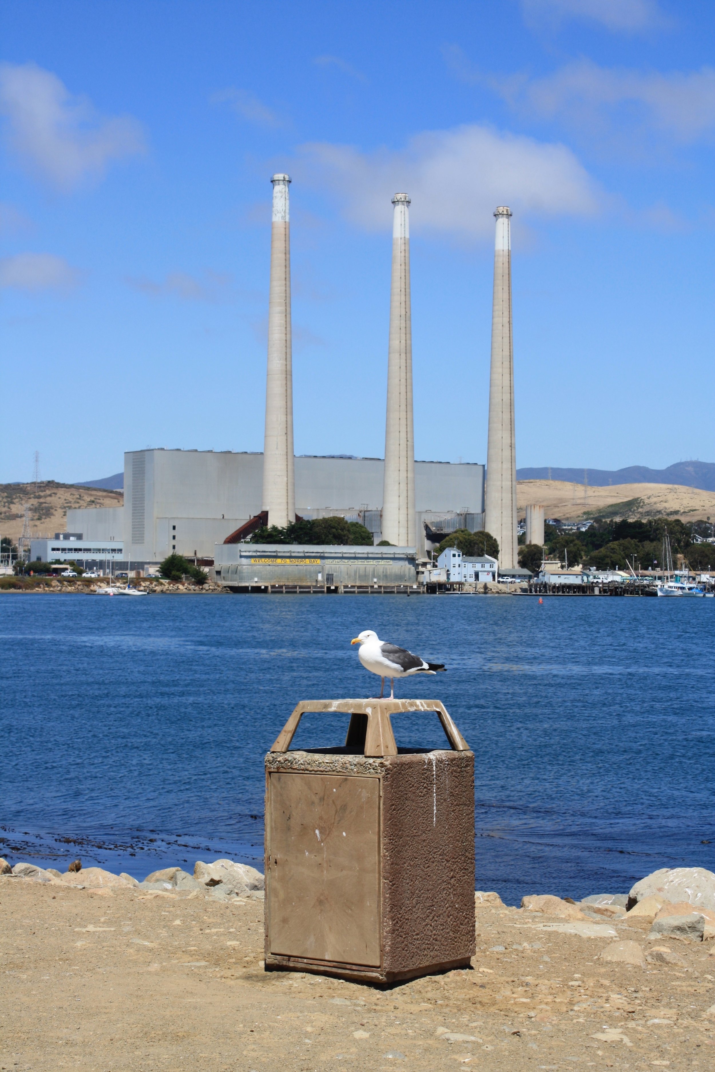 Gull, Morro Bay