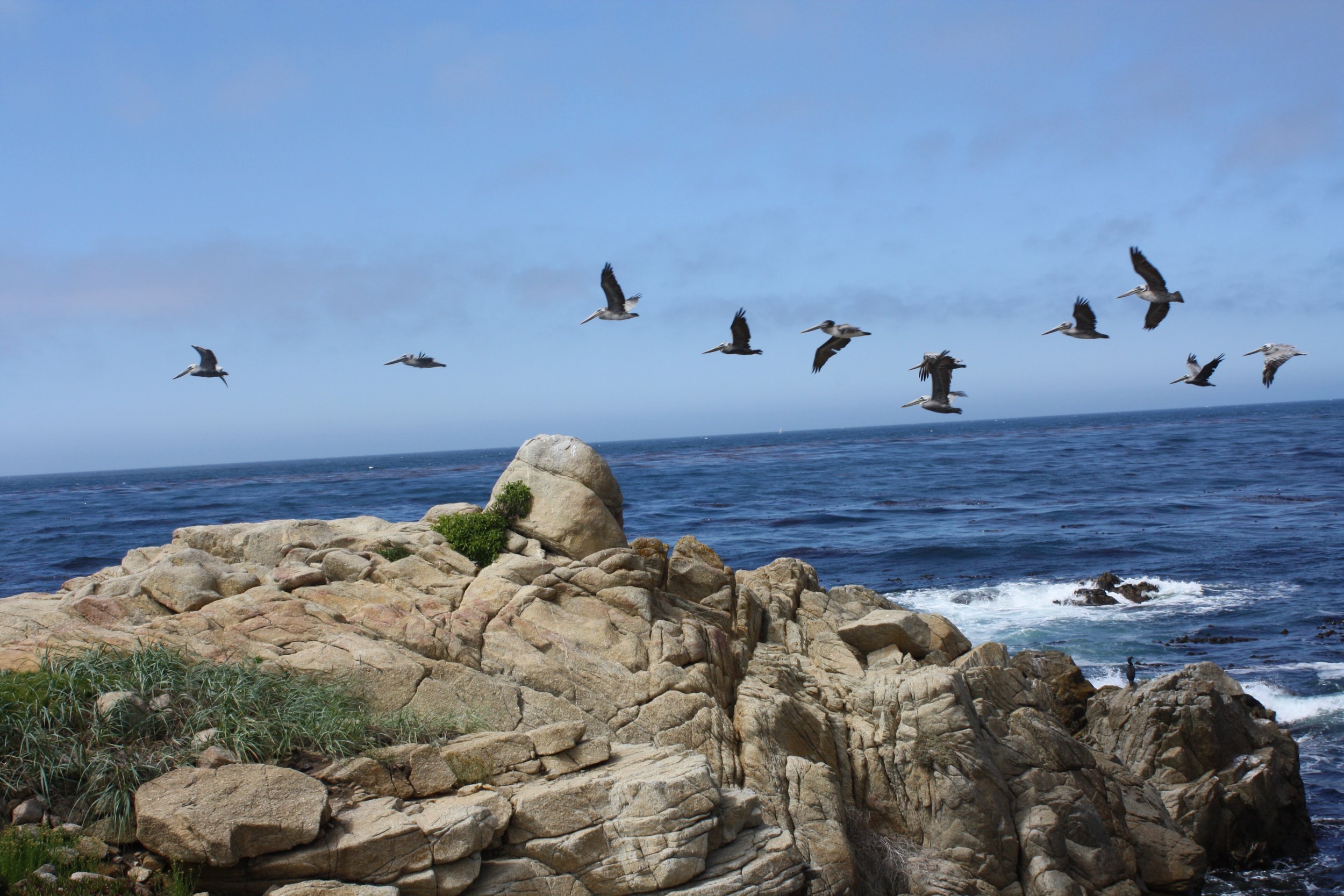 Pelicans