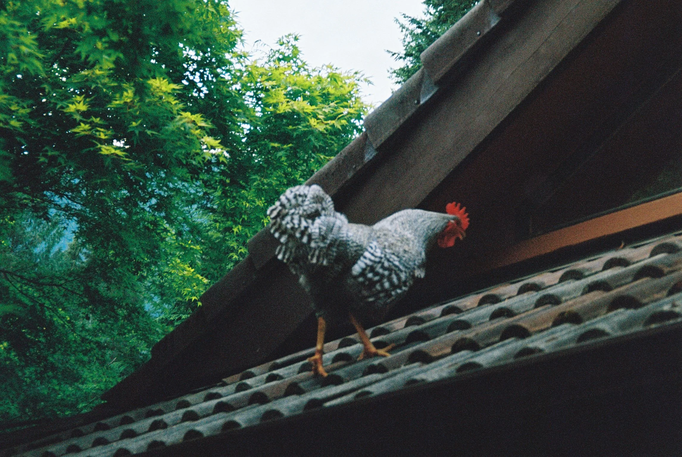 A rooster on the roof