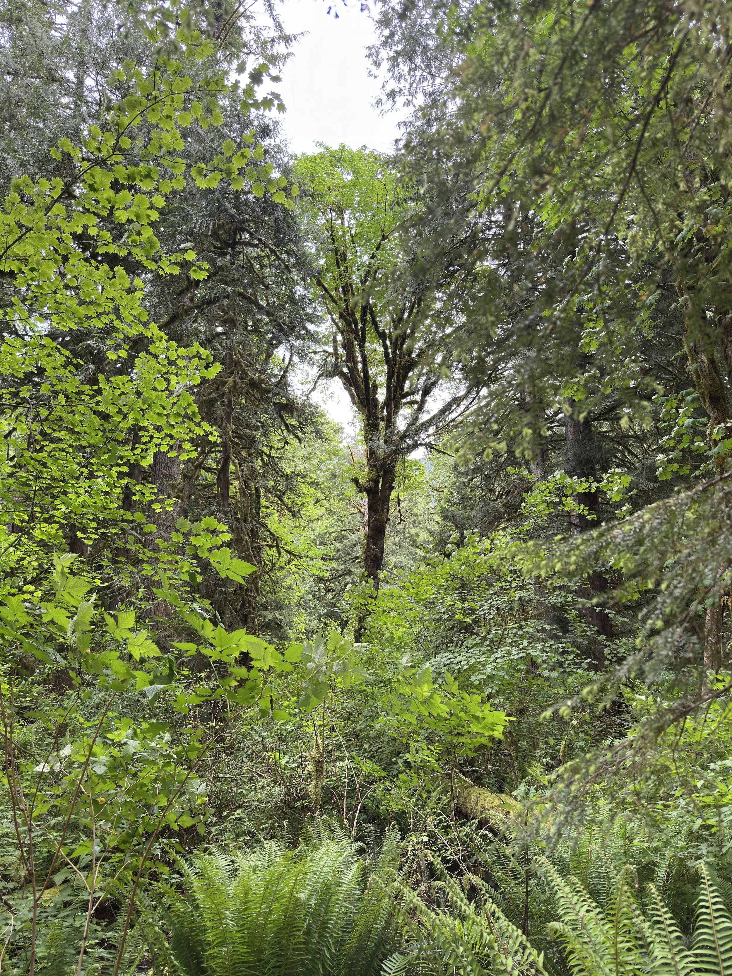 An image of green foliage and trees