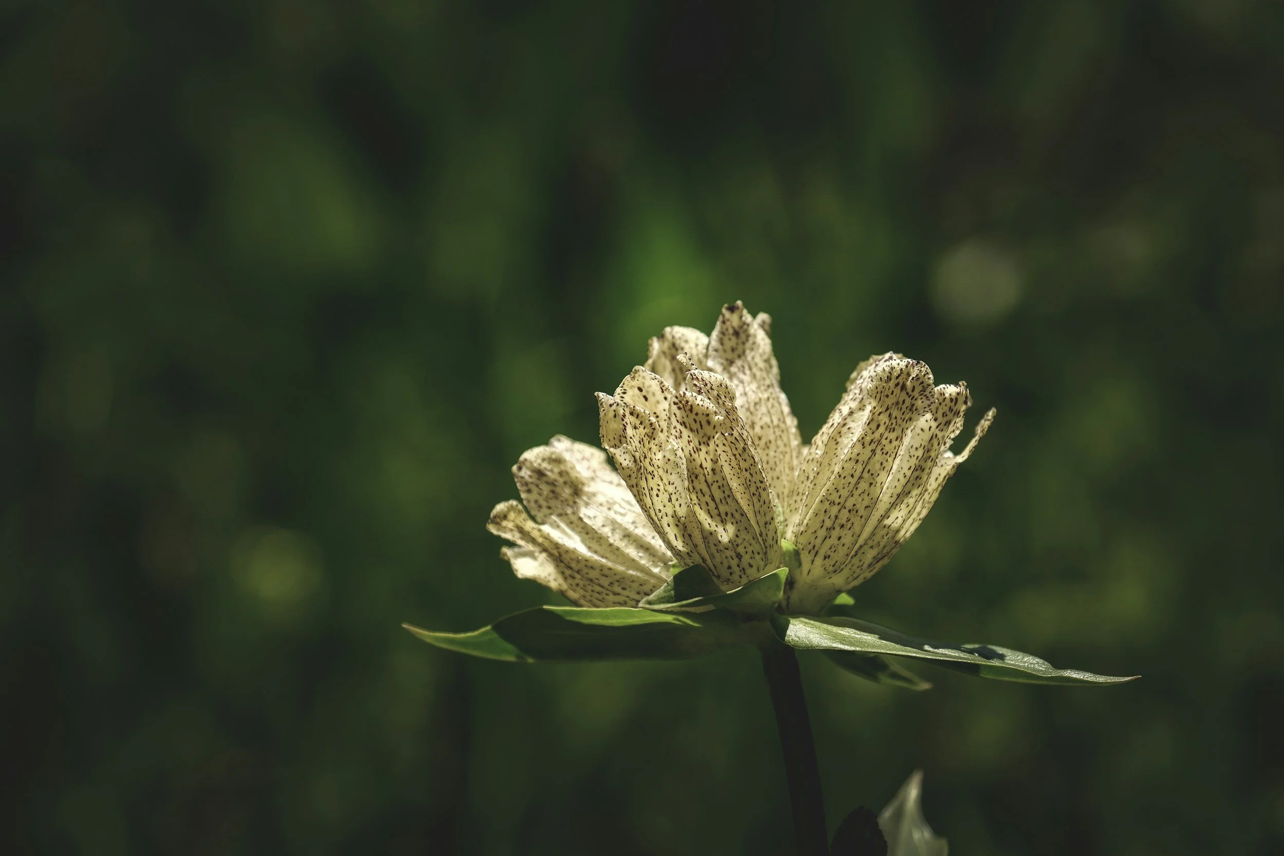 Permission to Pause: Why Rest Isn’t Wasted Time (and Why Doing Nothing Isn’t the Only Way to Rest)