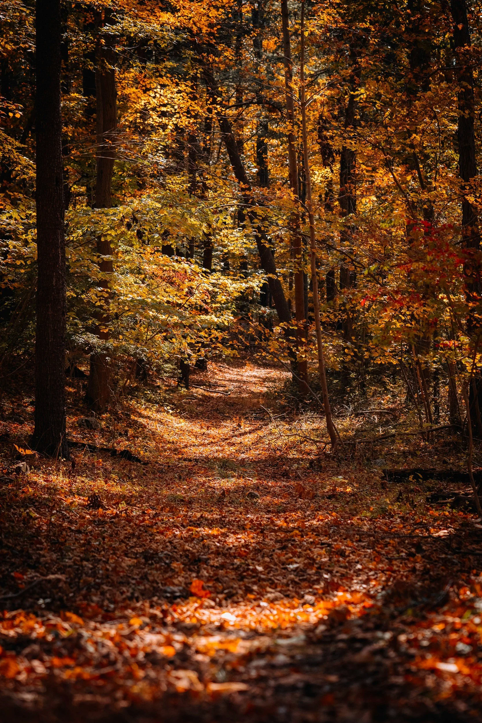 Letting Go Like the Leaves: The Gentle Art of Autumn Release