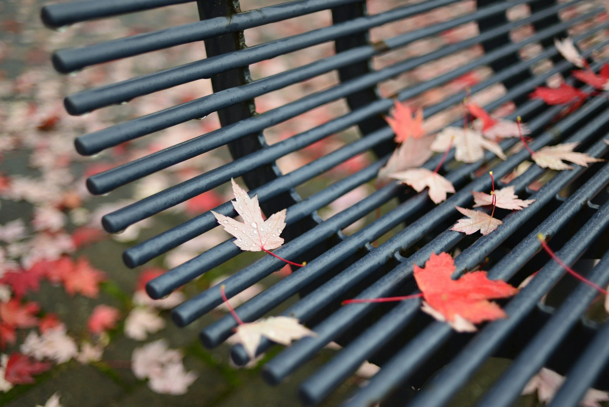 Finding Balance in the Changing Season: Staying Grounded as Life Speeds Up Again