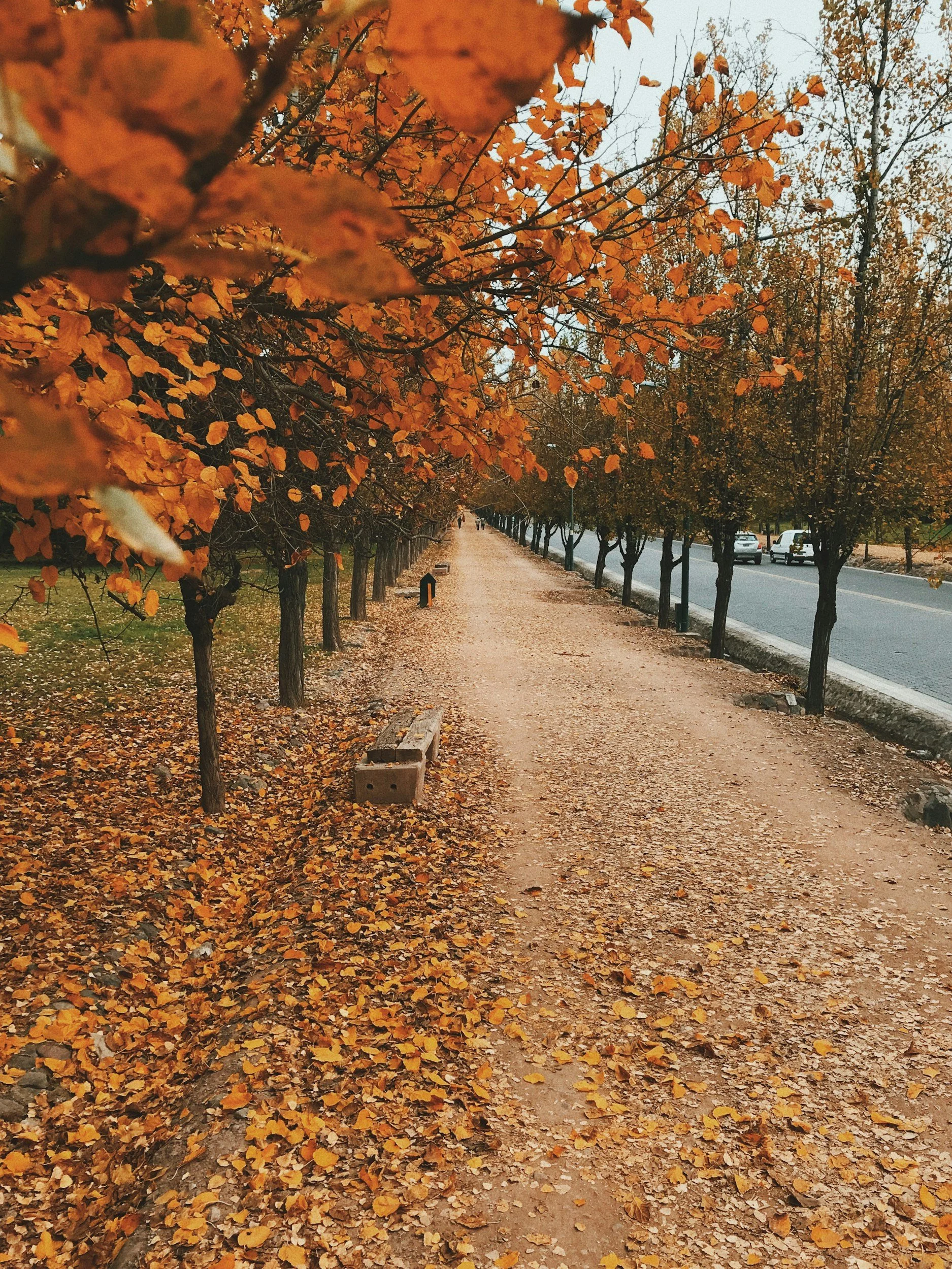 Seasonal Shifts and Emotional Balance: Caring for Yourself in Autumn