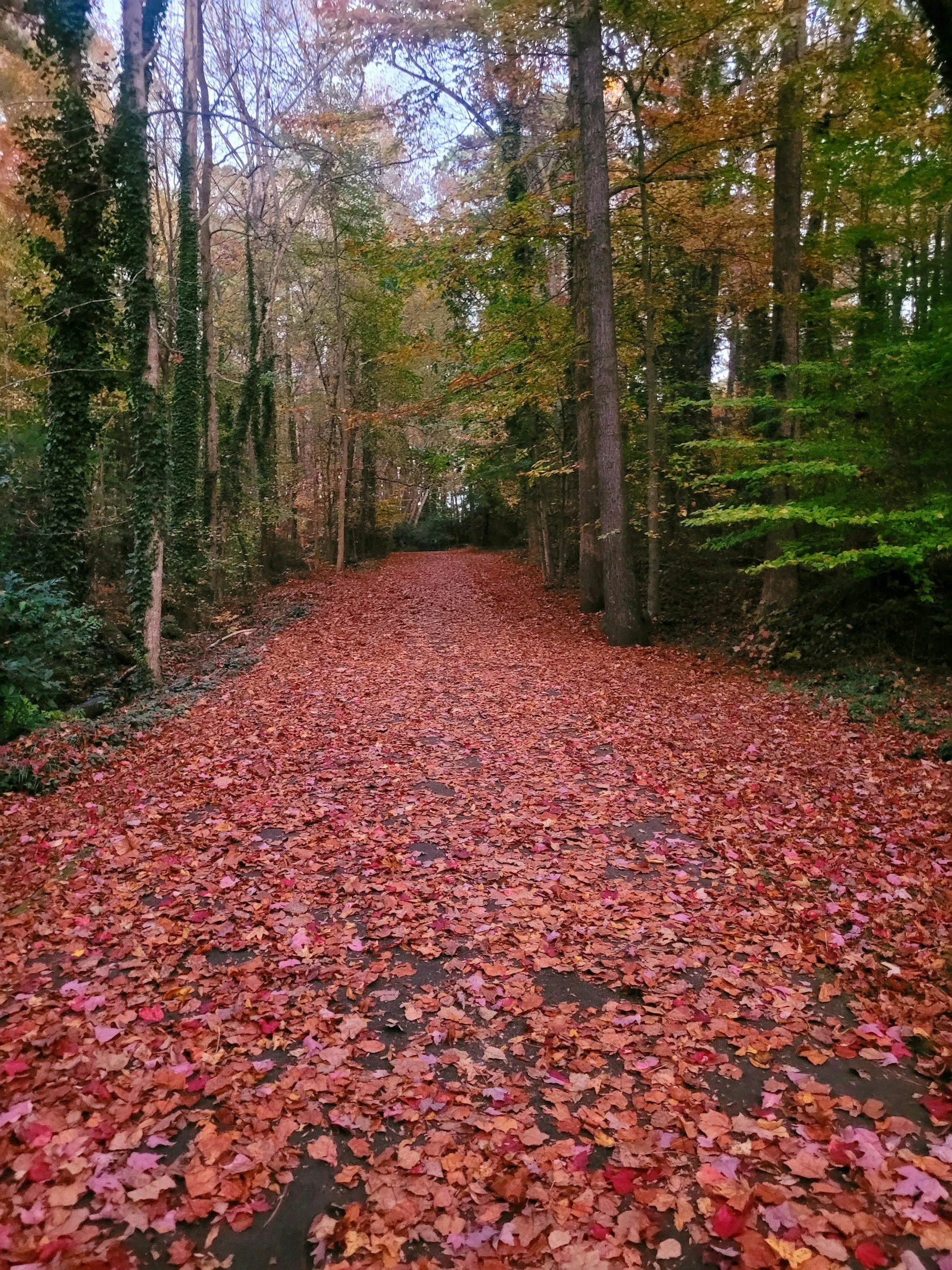 🍂 Crisp Mornings, Fresh Starts: Embracing November’s Quiet Energy