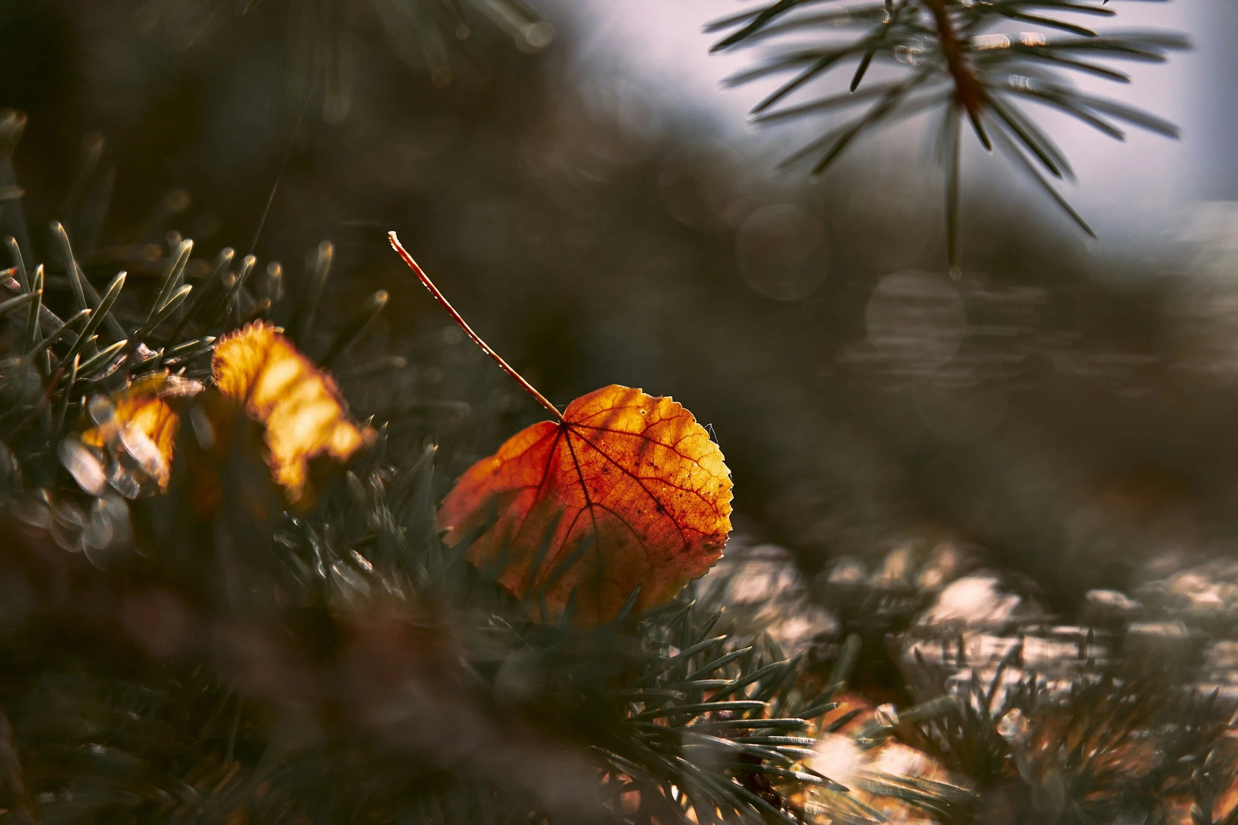 Finding Wonder in the First Days of December