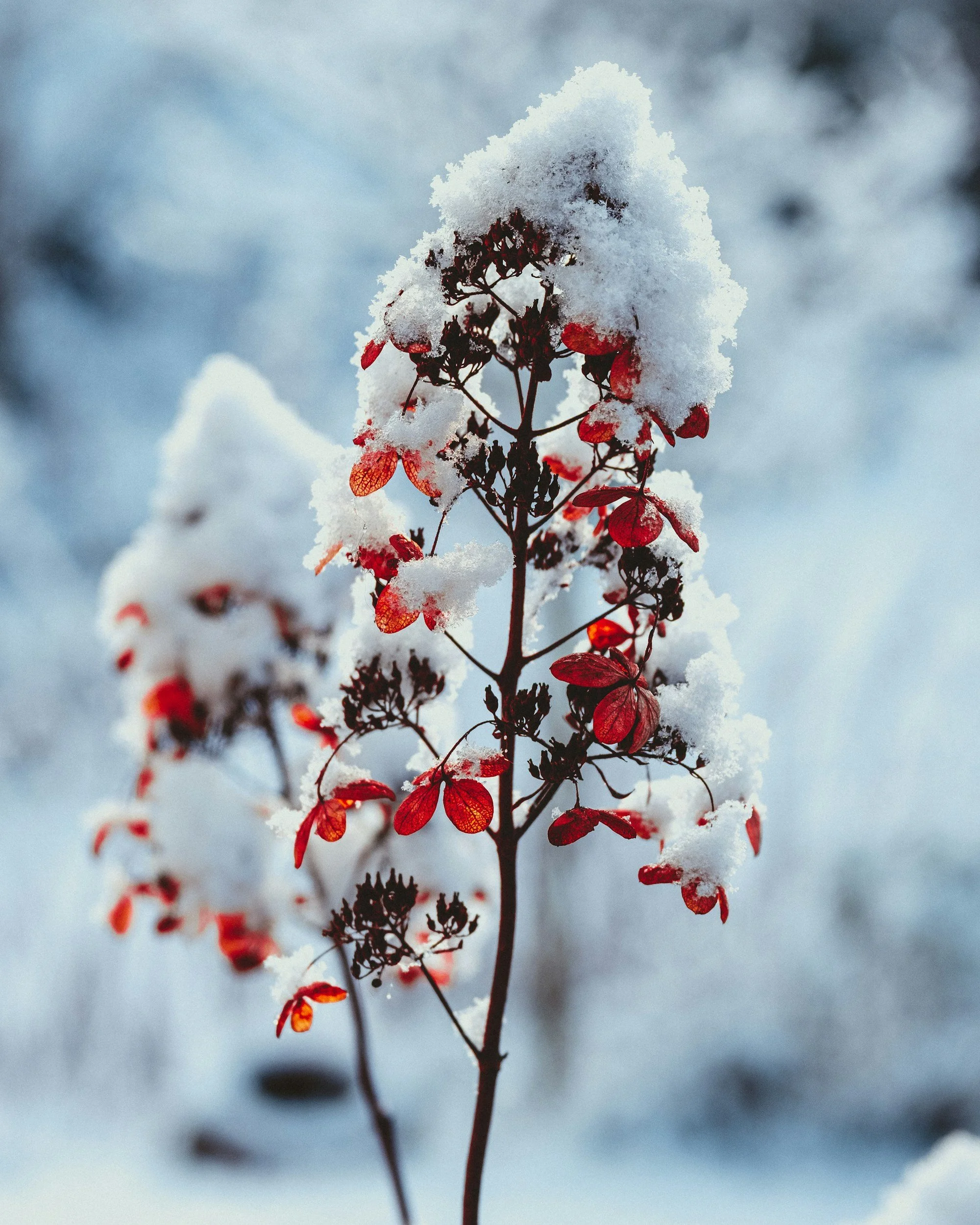 The Tender Side of December: Holding Both Joy and Difficulty